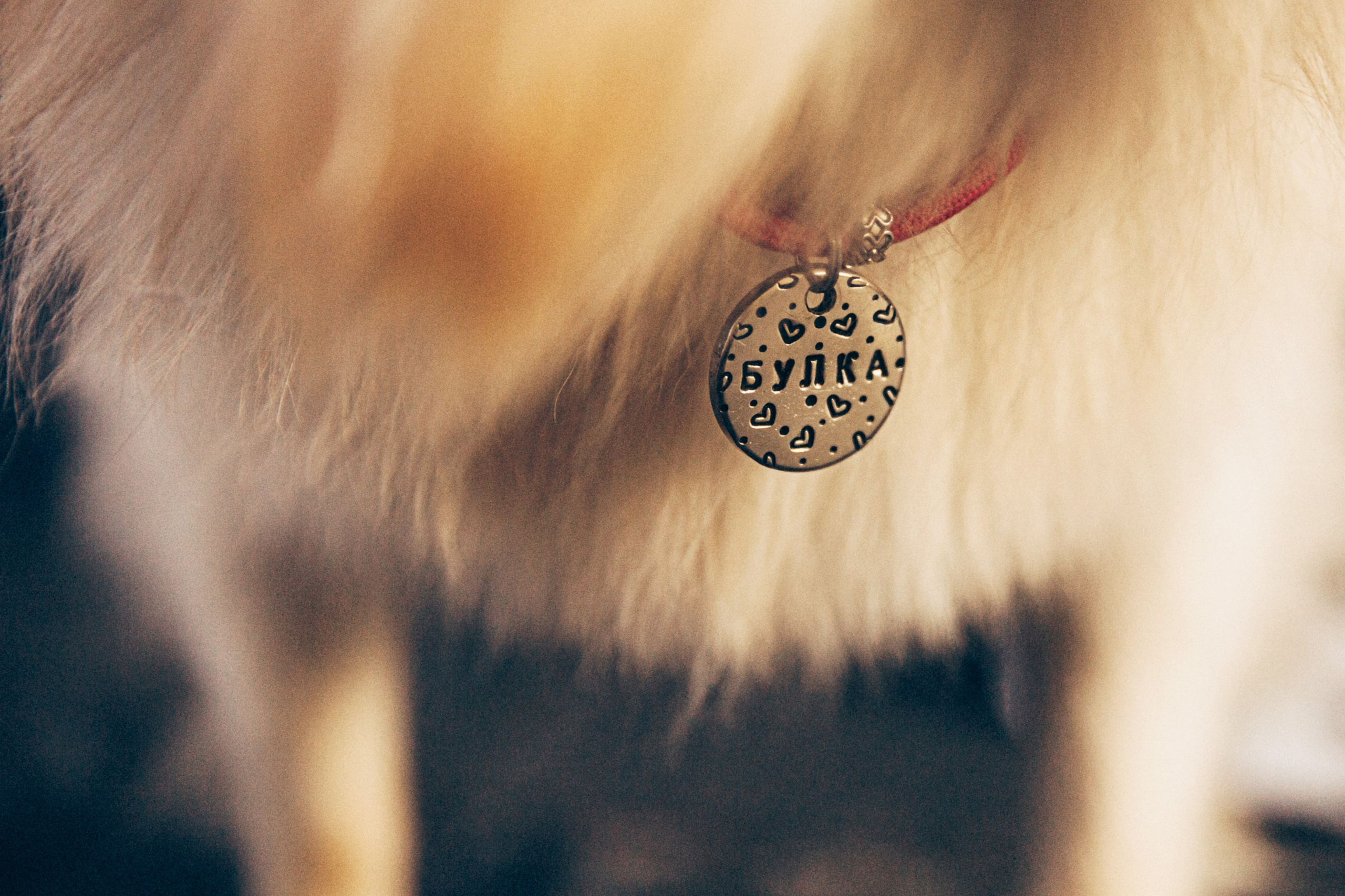 Даша и Булка. Фотограф-анималист в Москве Соломонова Варвара