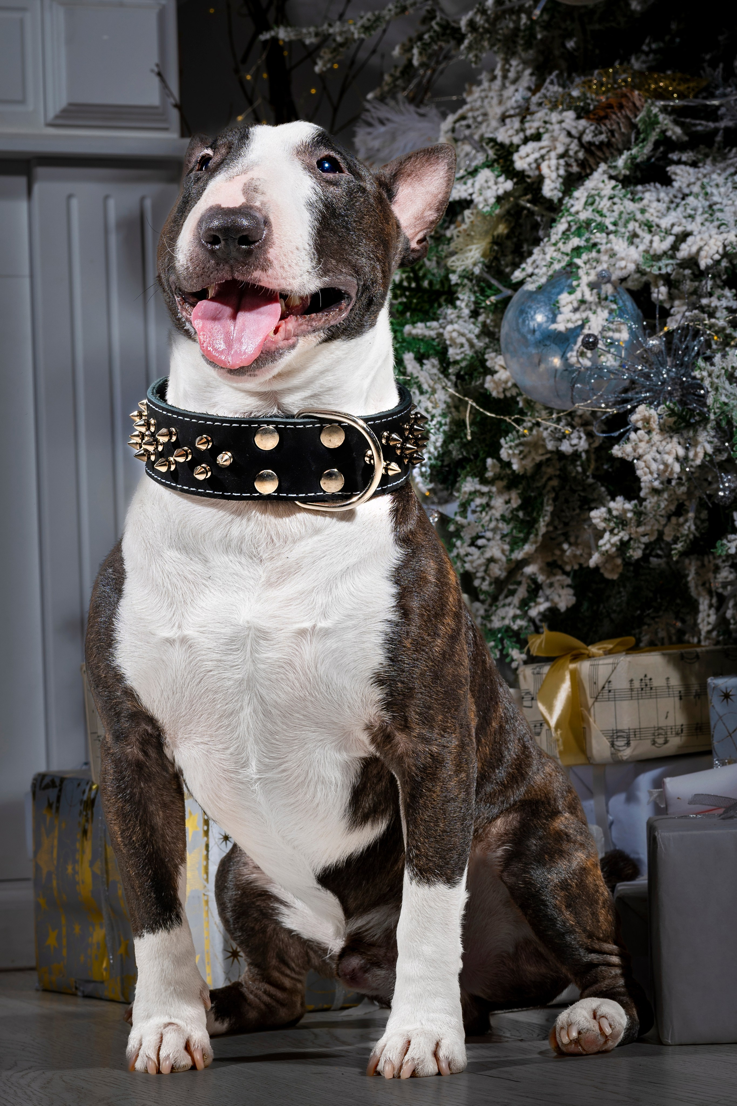 Рекламная фотосессия ошейников. Фотограф анималист в Санкт-Петербурге Таша Крейв