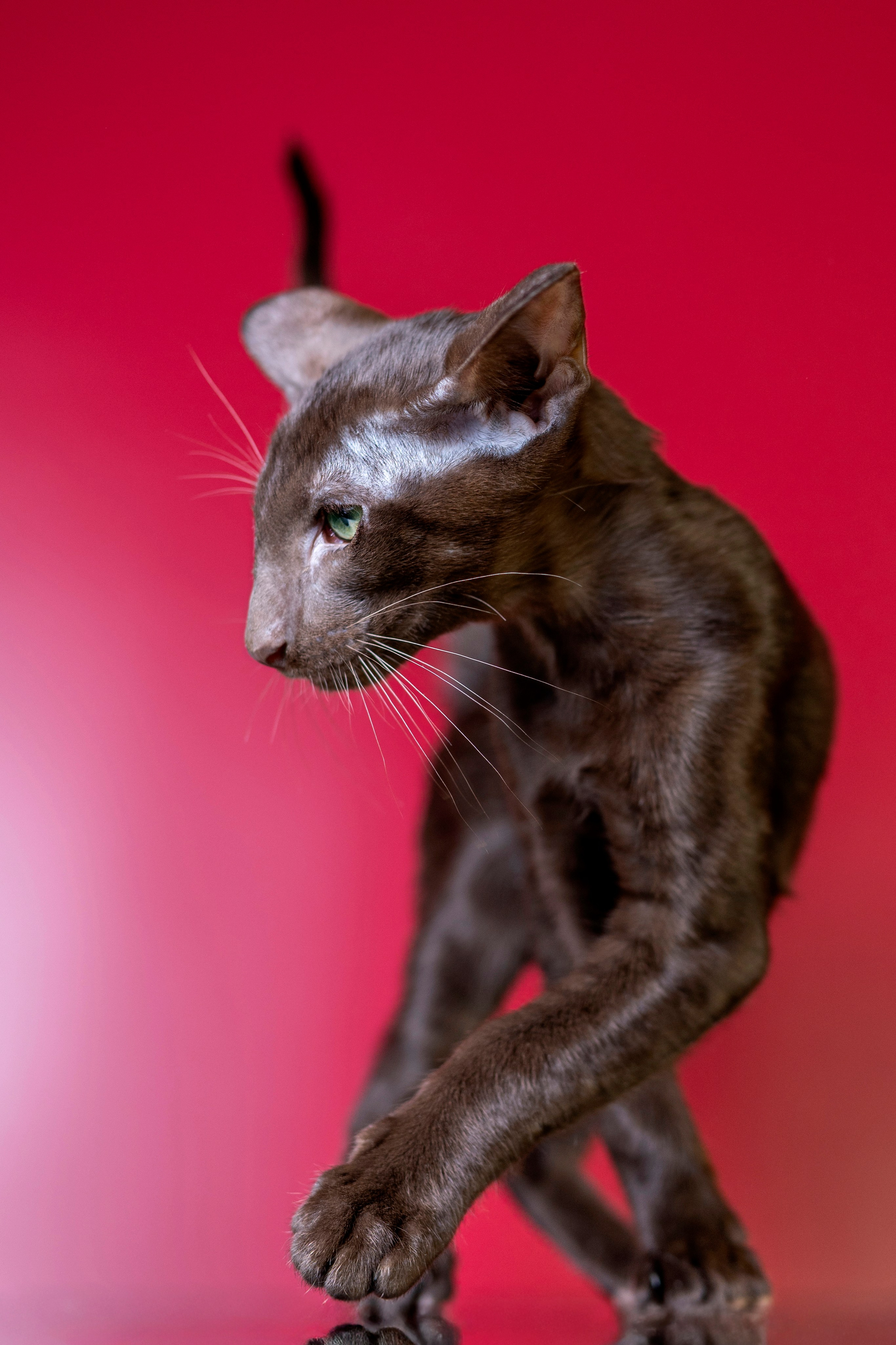 Божественные Ориенталы. Фотограф анималист в Санкт-Петербурге Таша Крейв