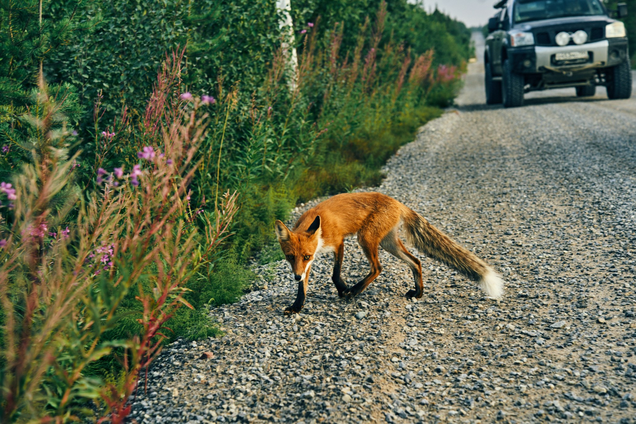 Путешествие на Север в 2023 году. Внедорожные путешествия — OFFROADTRIP