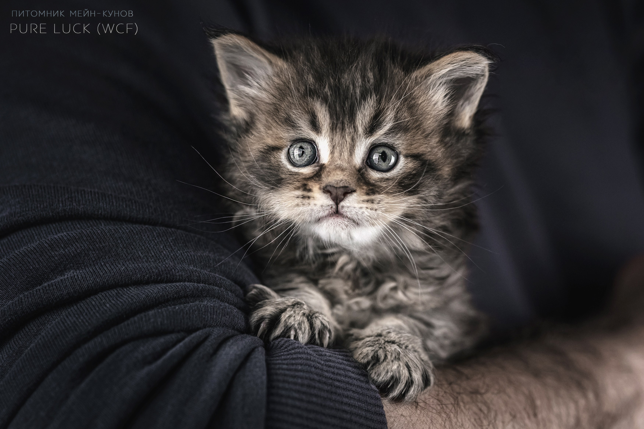 Куны. Фотограф анималист Аня Ливанова | Рыбинск