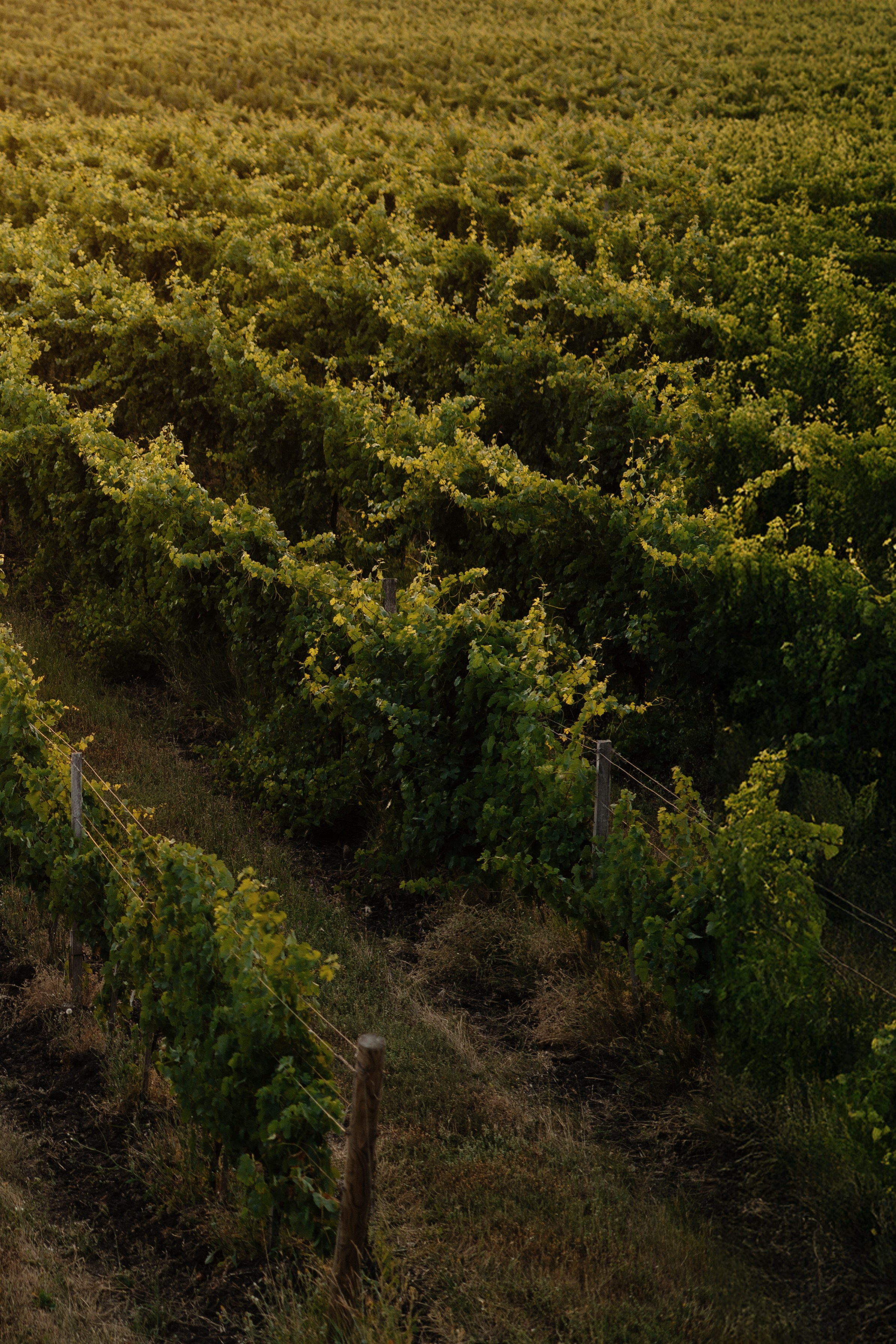 Атмосферная свадьба в Шато Андре. Архитектурный и интерьерный фотограф в Краснодаре | Дмитрий Демской