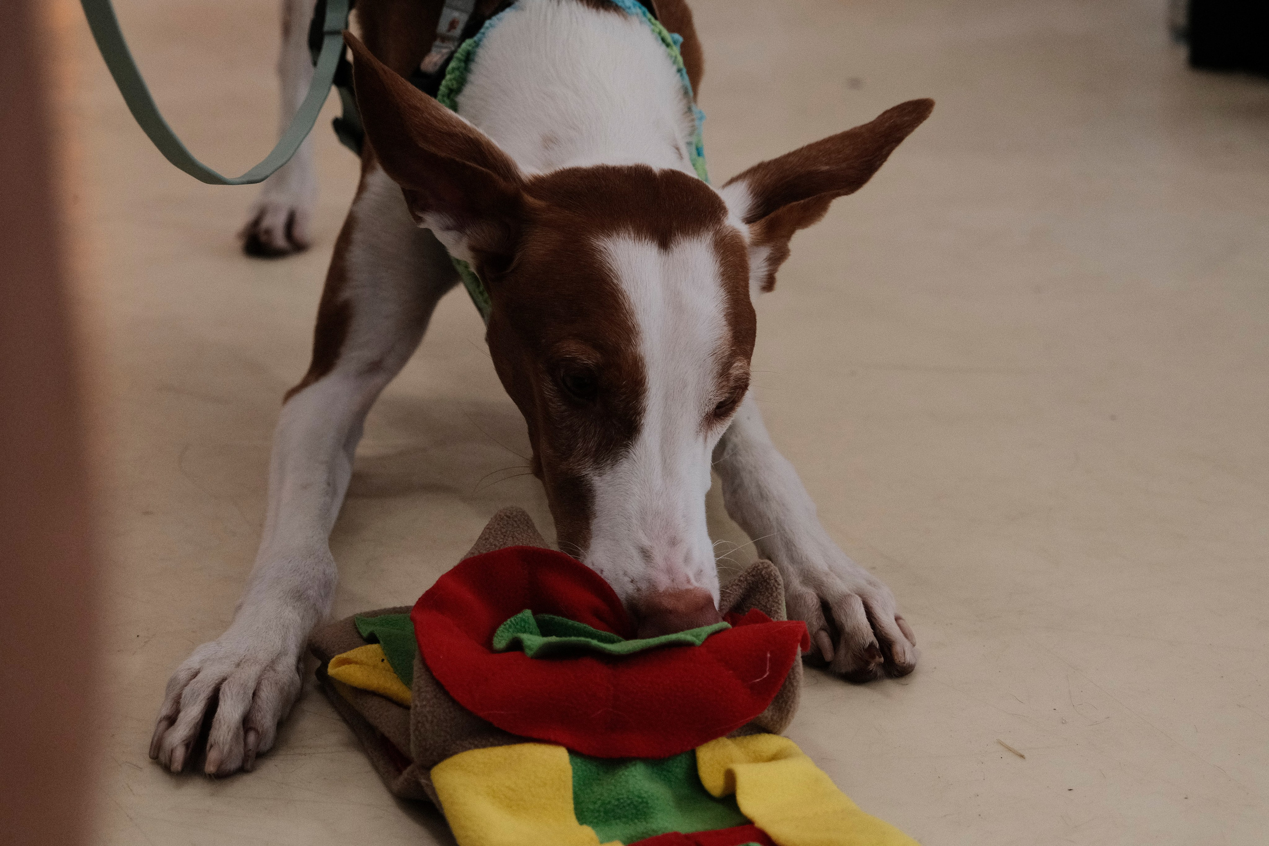 AdventureDog