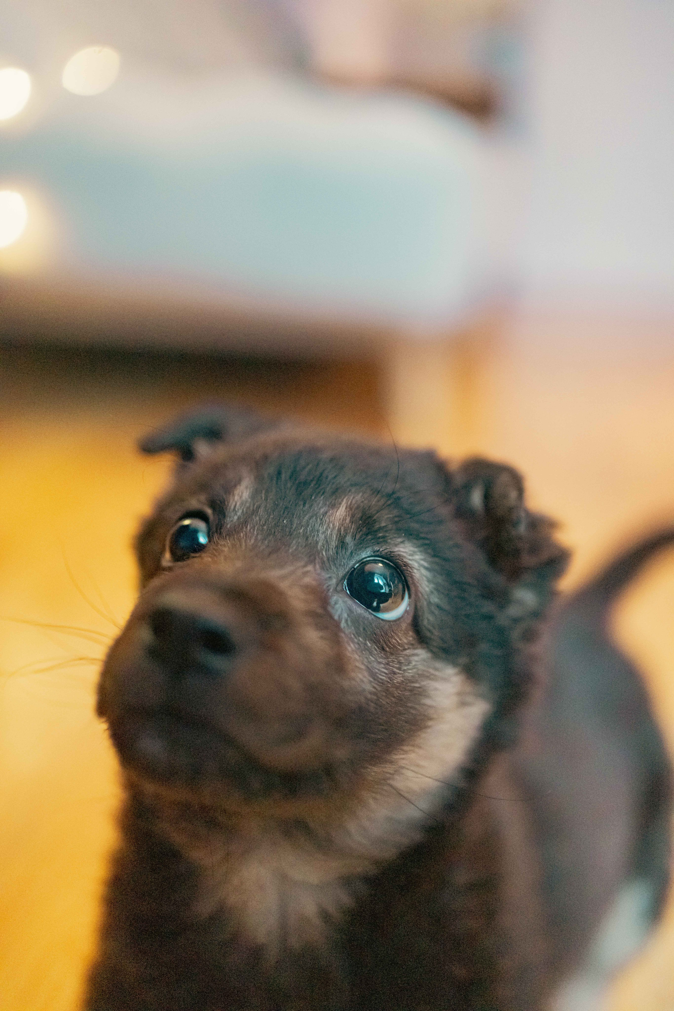 Пеппа. Фотограф-анималист в Москве Лера Черноног