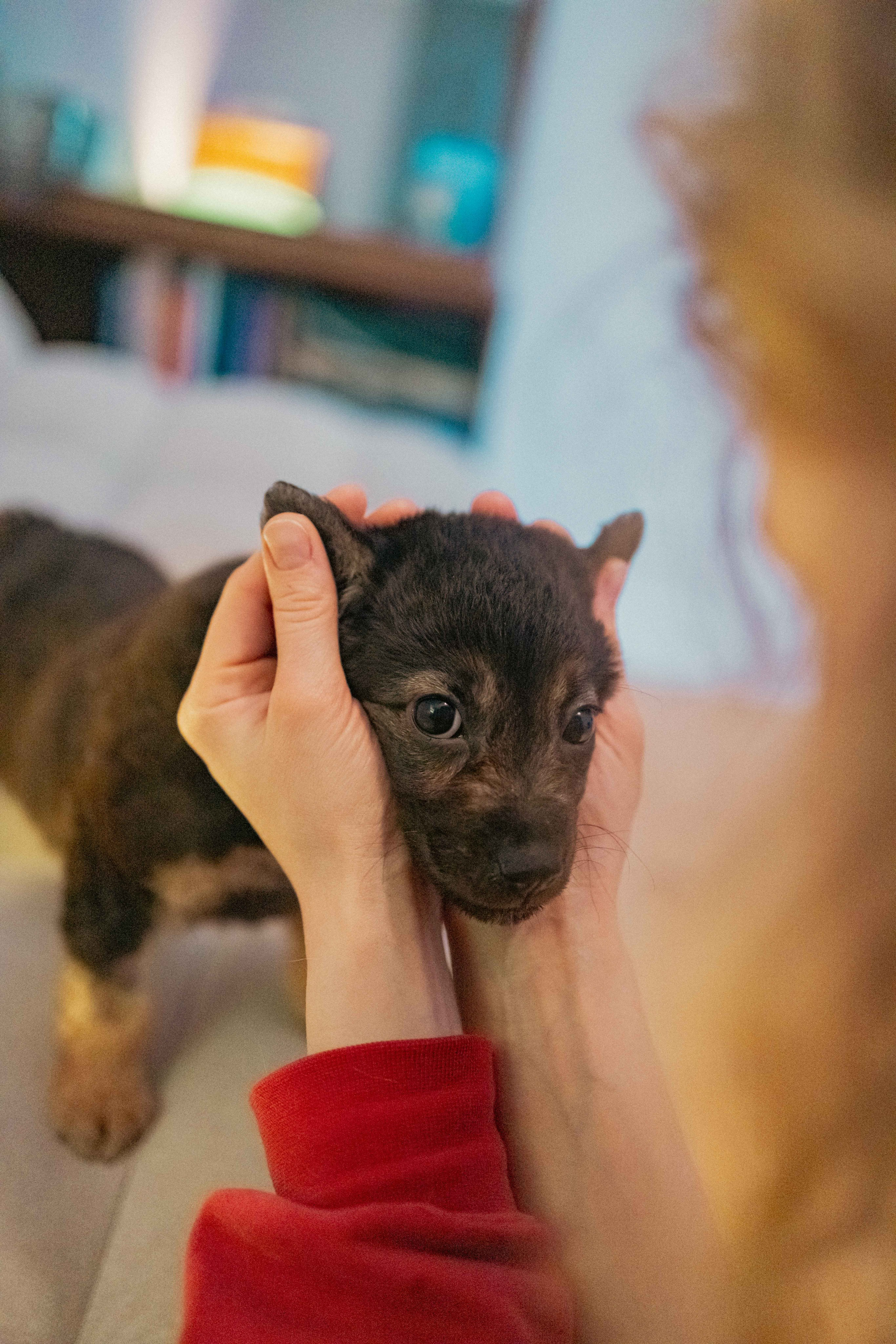 Пеппа. Фотограф-анималист в Москве Лера Черноног