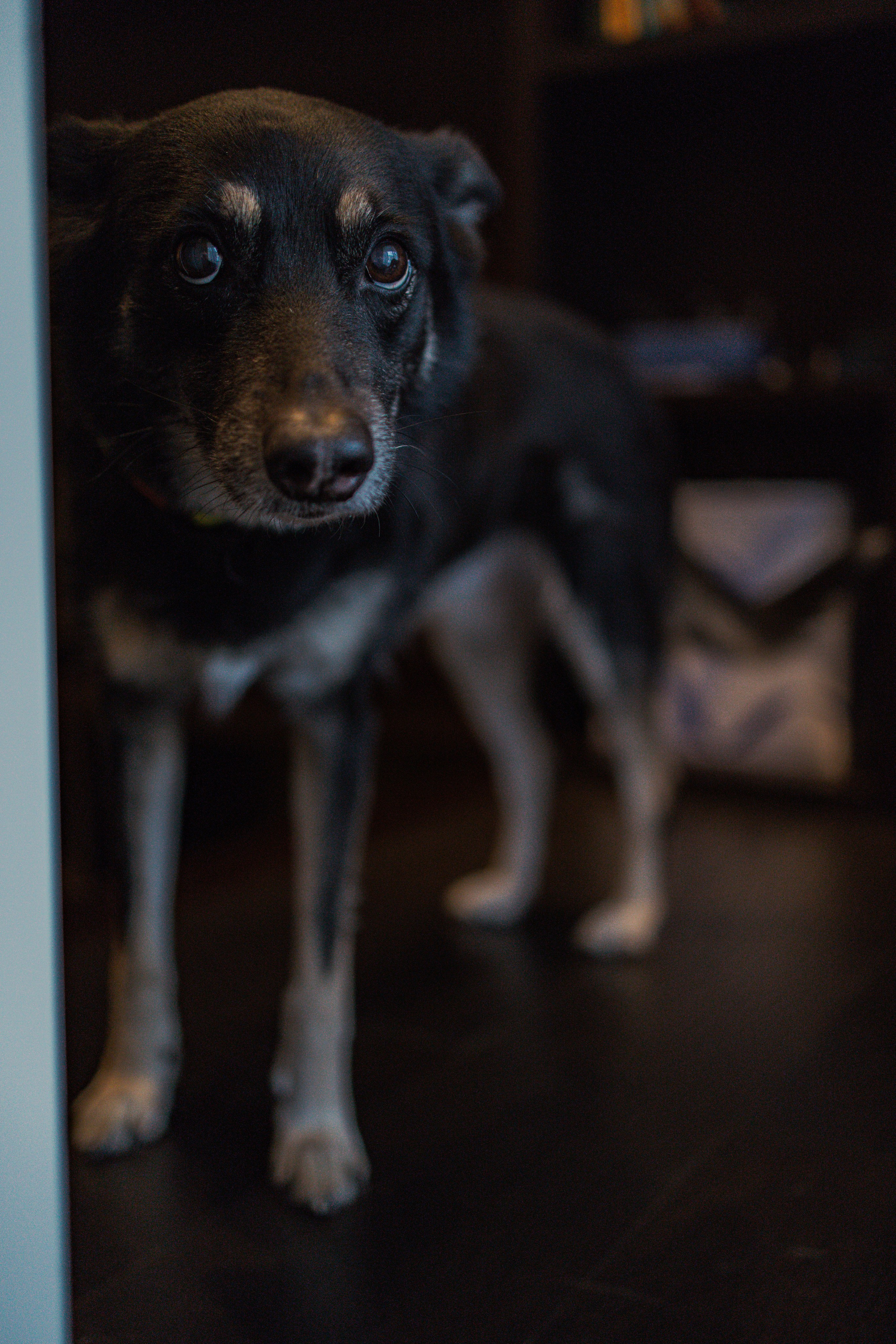 Ника, Матиша и Герда. Фотограф-анималист в Москве Лера Черноног