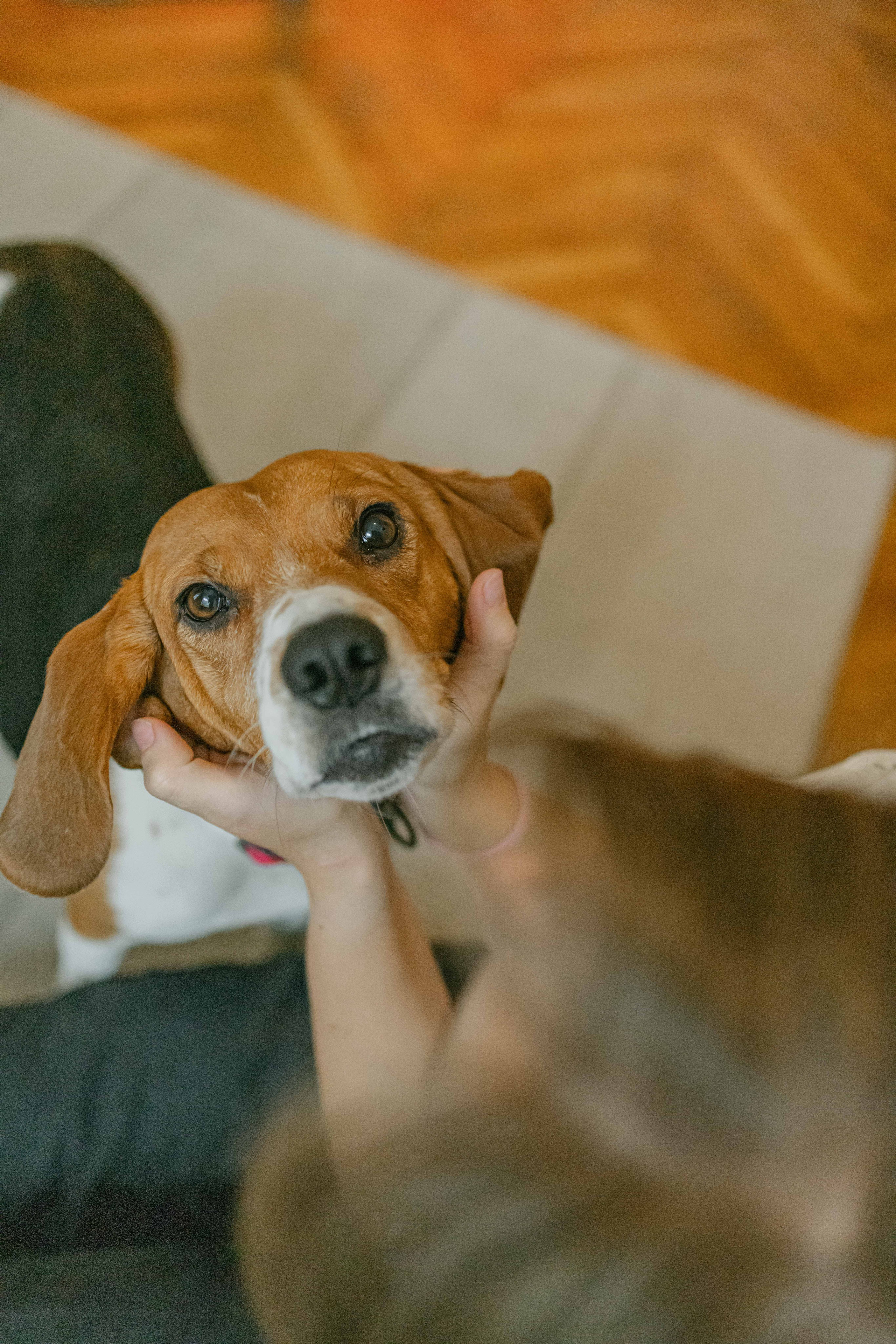Света и Ива. Фотограф-анималист в Москве Лера Черноног