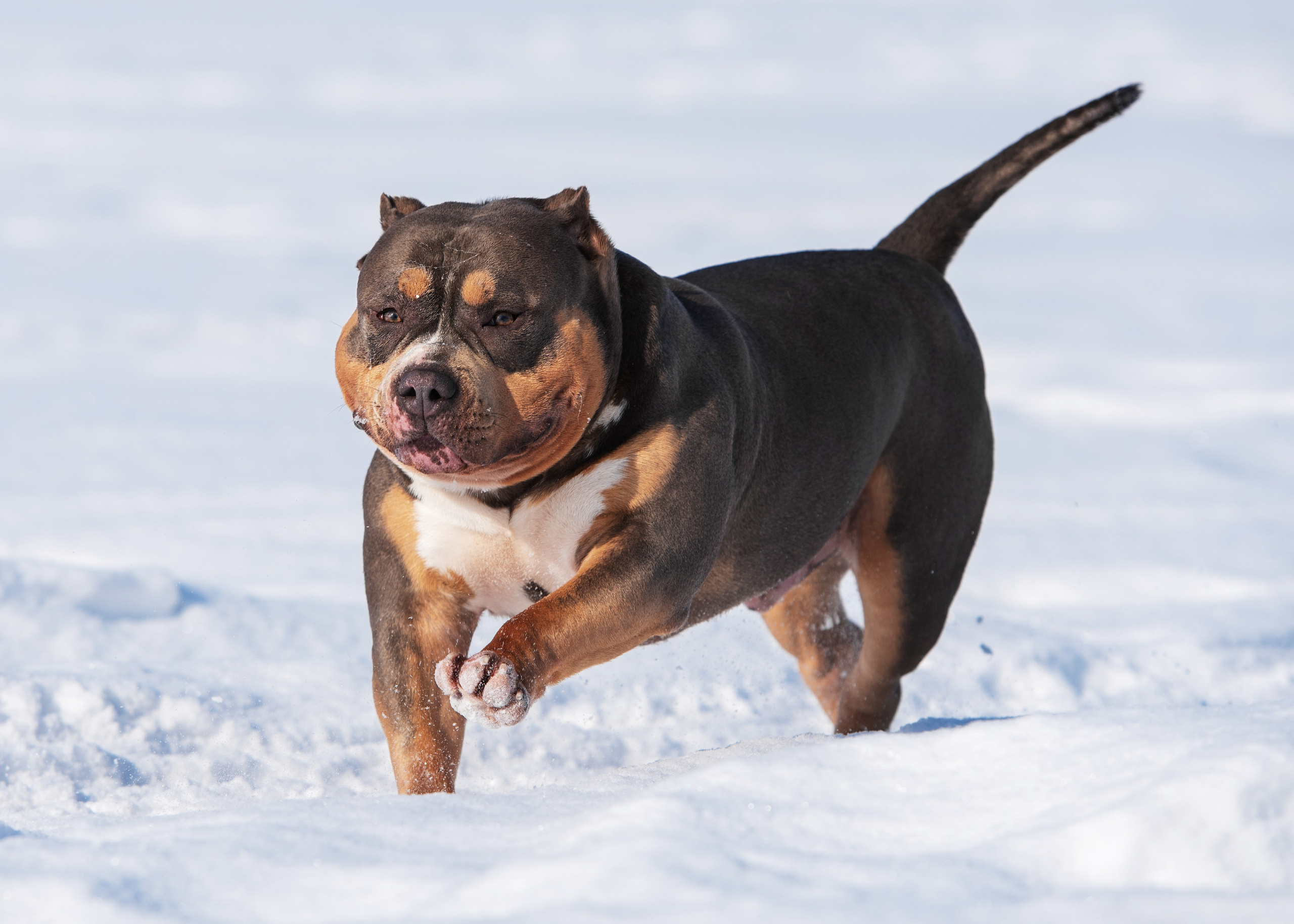 Булли. Дог-фотограф в Тюмени Александра Королева
