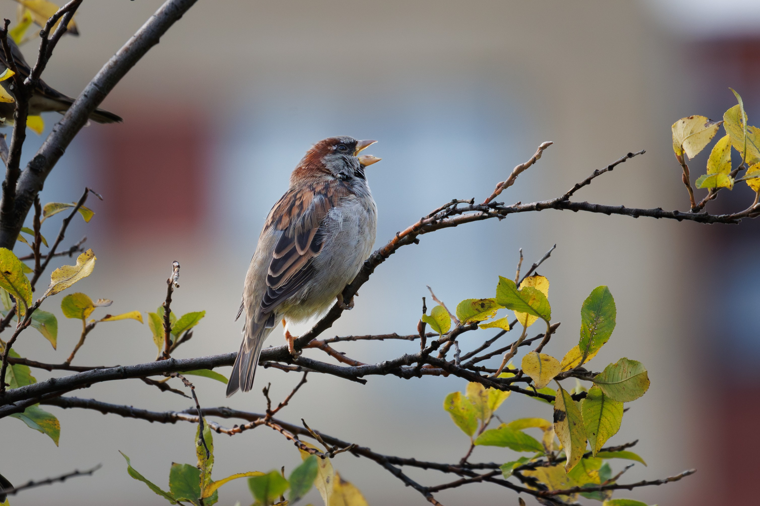 Птицы г. Мурманска. Птицы парков г. Люберцы