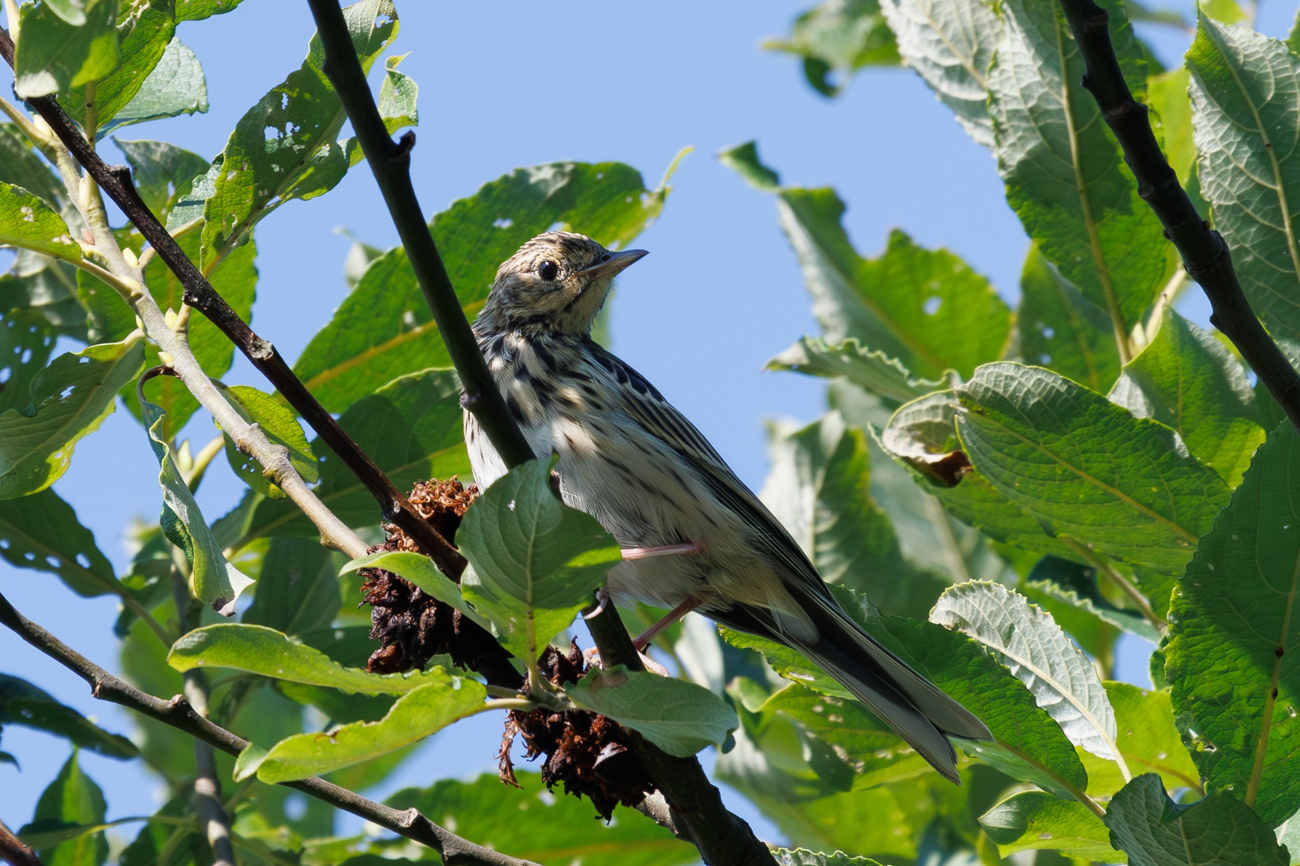 Птицы Москворецкого пойменного заказника. Птицы парков г. Люберцы