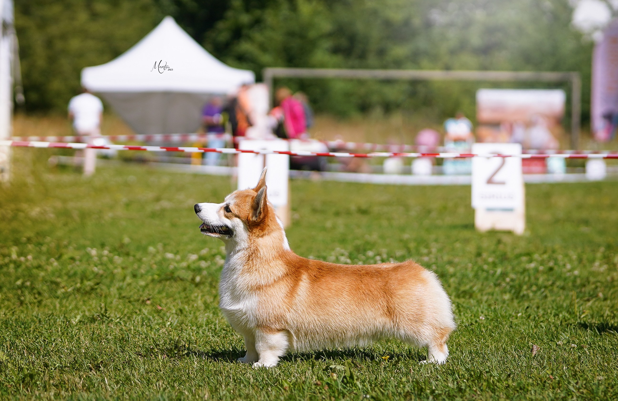 Выставки 2023. Фотограф-анималист в Санкт-Петербурге Яна Мартынова
