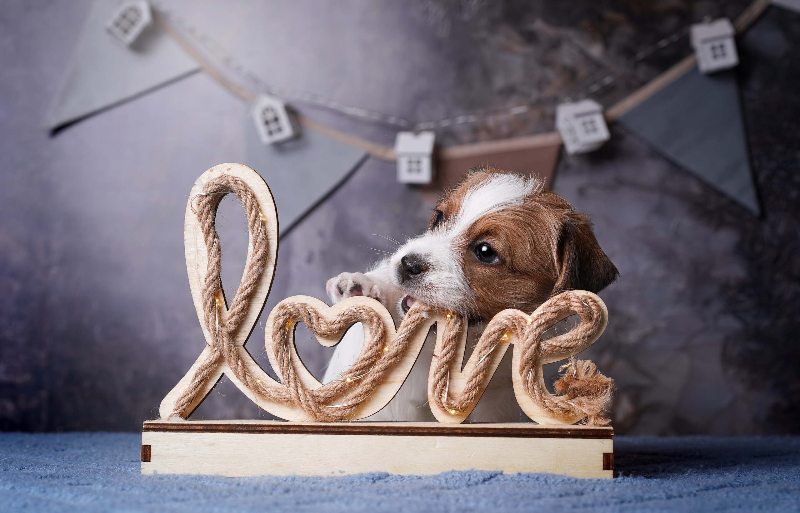 Щенули джек-рассела. Фотограф-анималист в Санкт-Петербурге Яна Мартынова