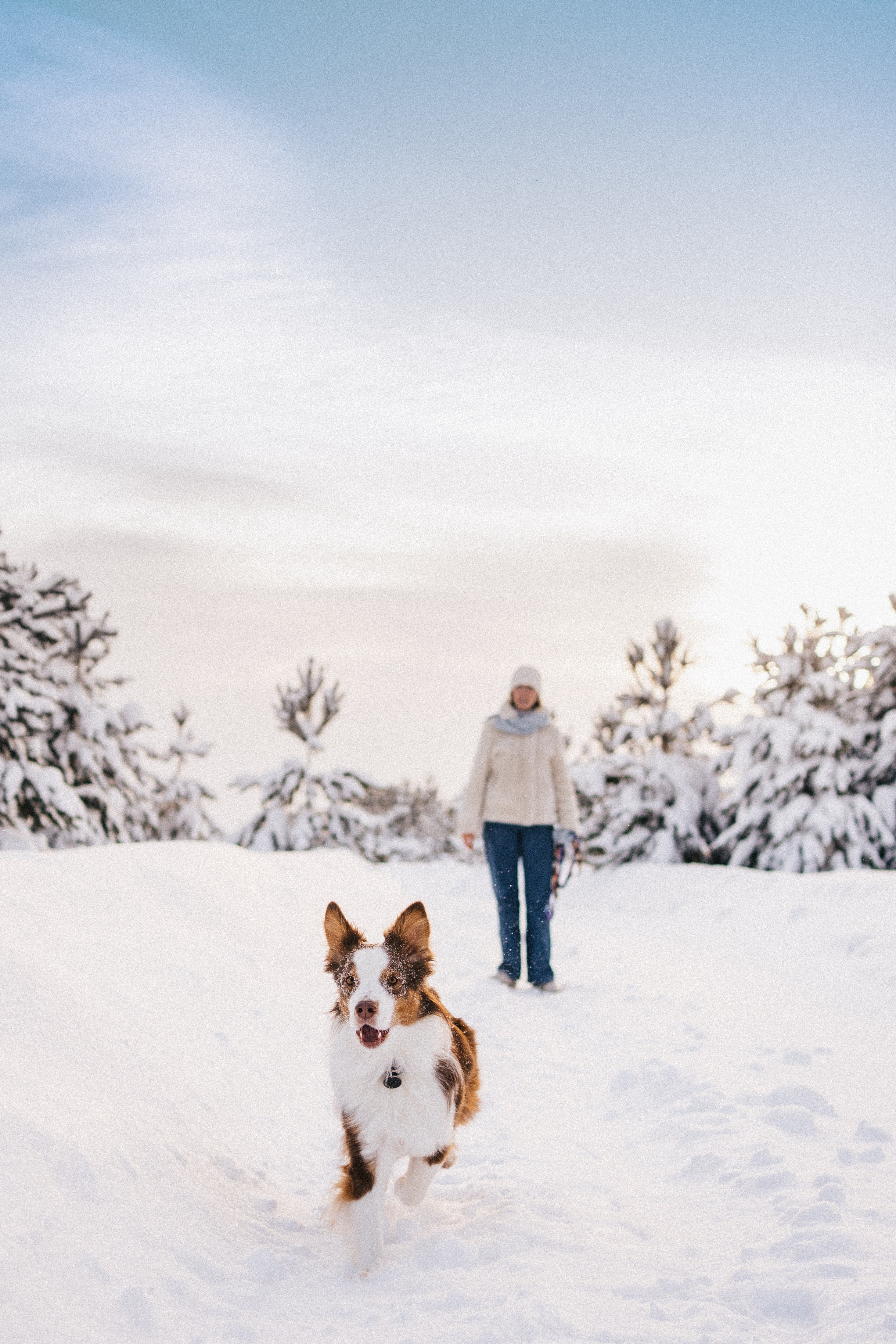Айла и Харли. Фотограф-анималист Анастасия Большакова