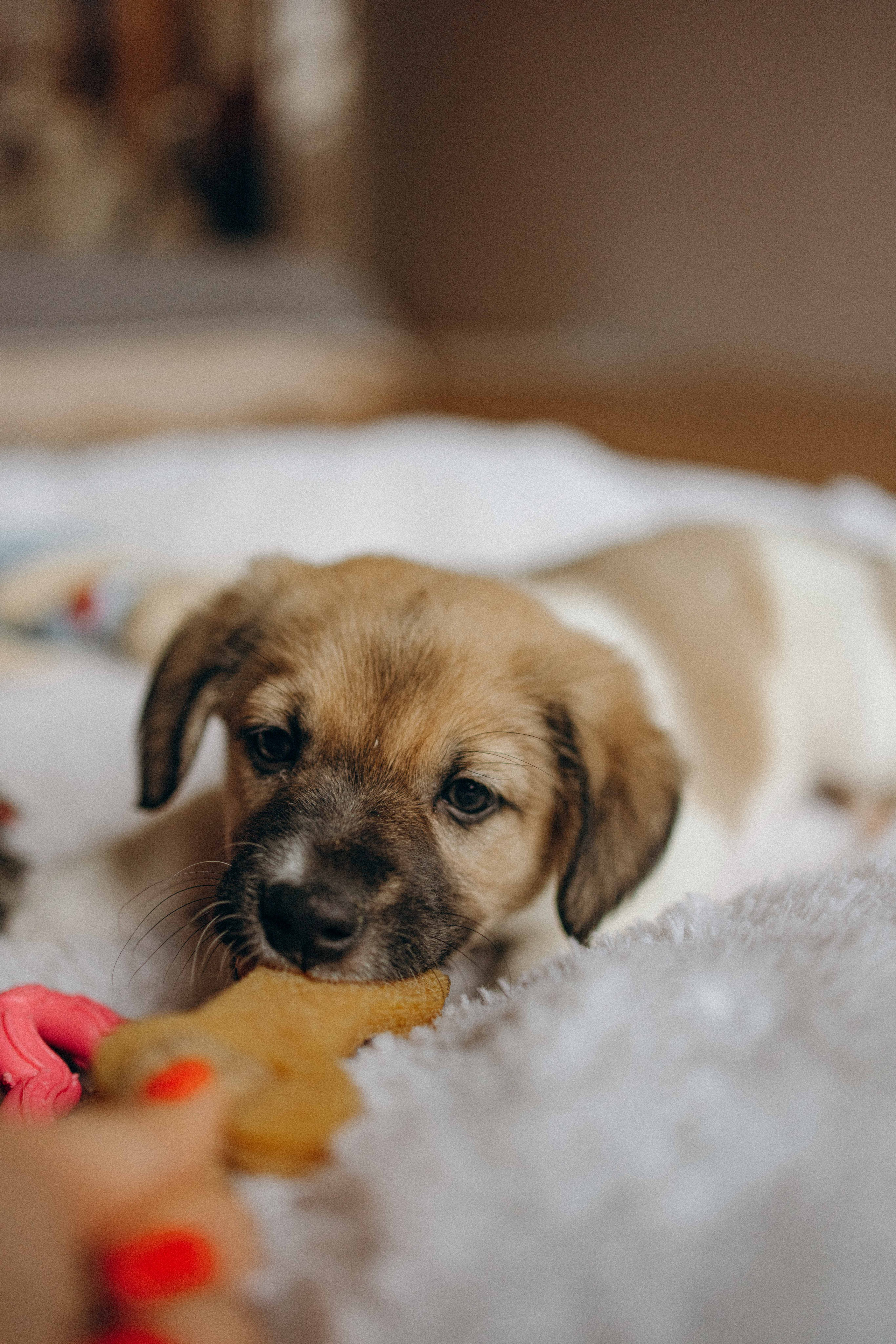 Щеночки. Фотограф-анималист в Москве Лера Черноног