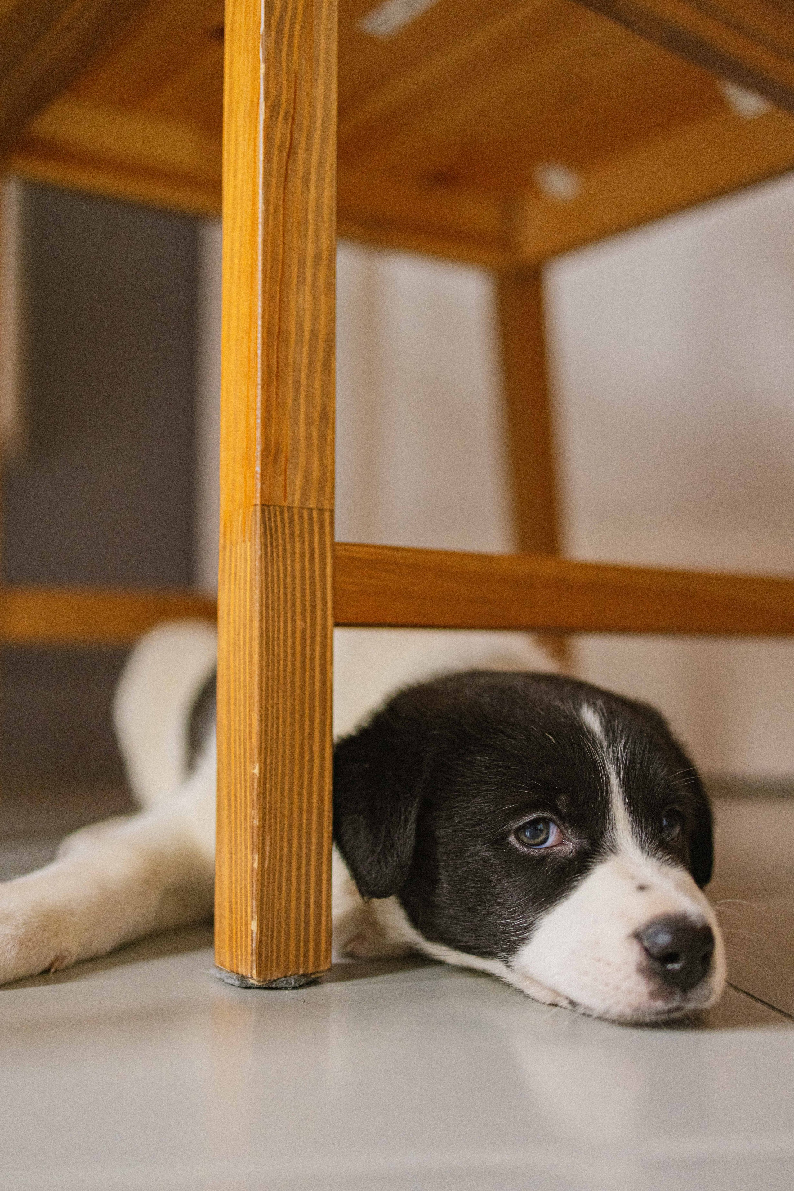 Щеночки. Фотограф-анималист в Москве Лера Черноног