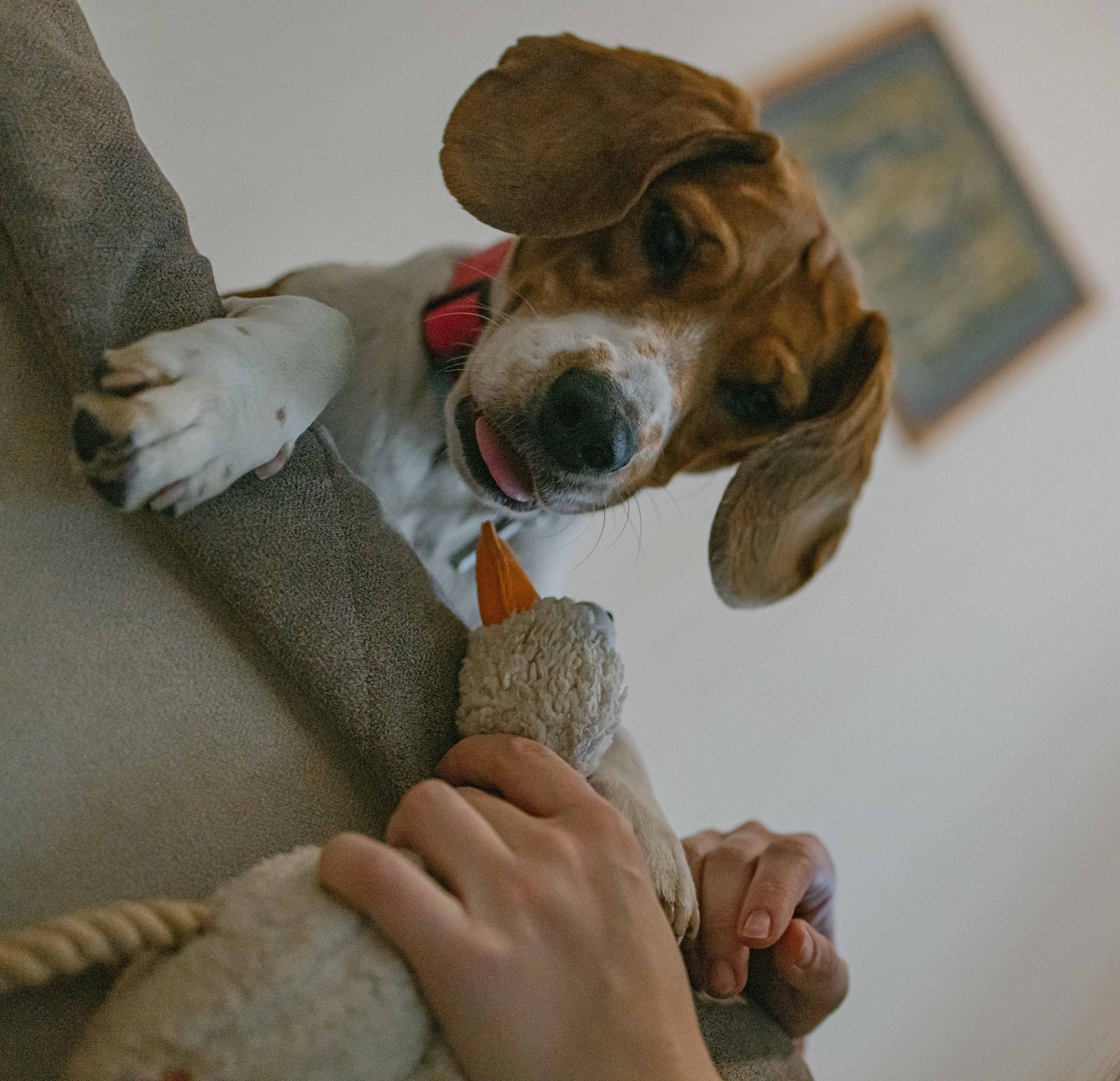 Света и Ива. Фотограф-анималист в Москве Лера Черноног