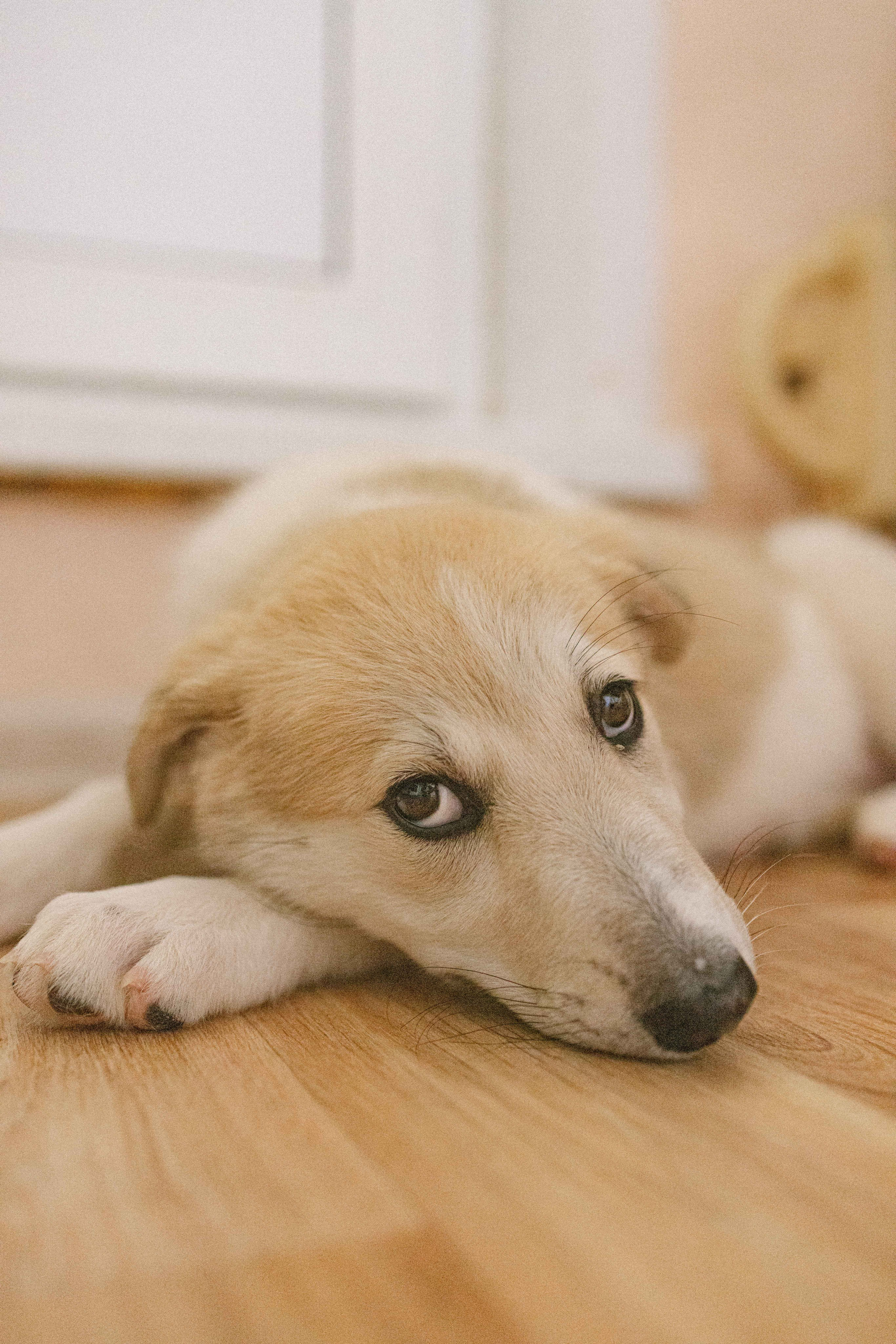 Щеночки на кухне. Фотограф-анималист в Москве Лера Черноног