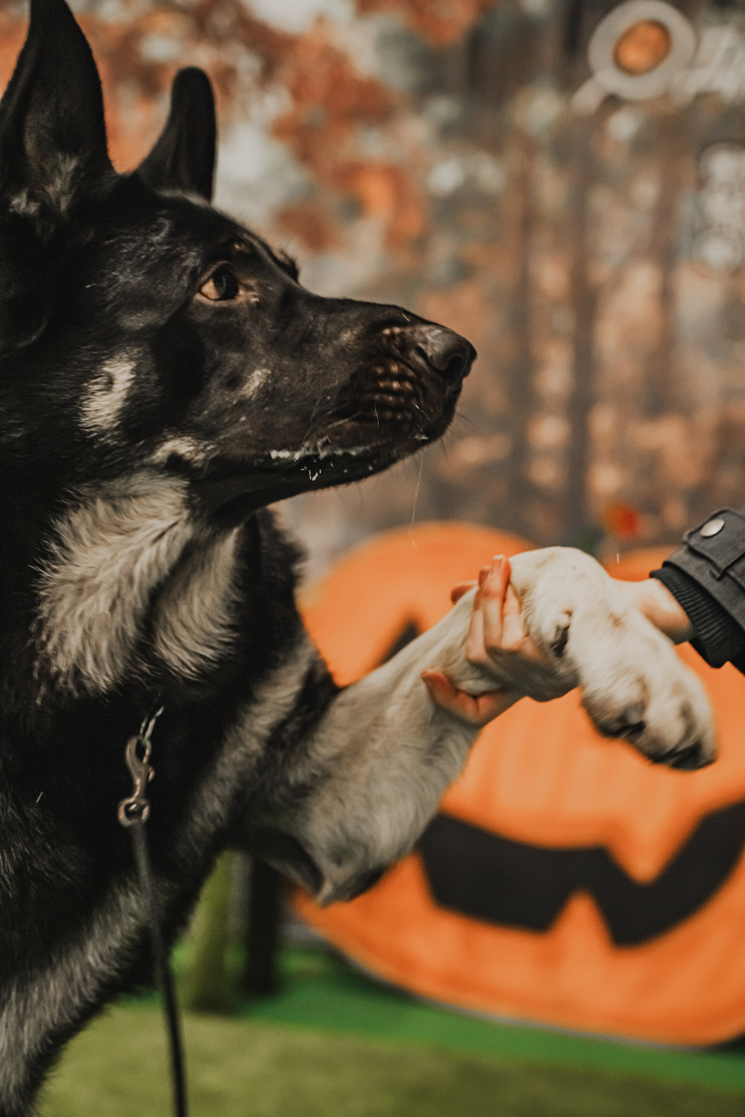 Международная выставка собак всех пород. Репортажный фотограф Анастасия Рубцова