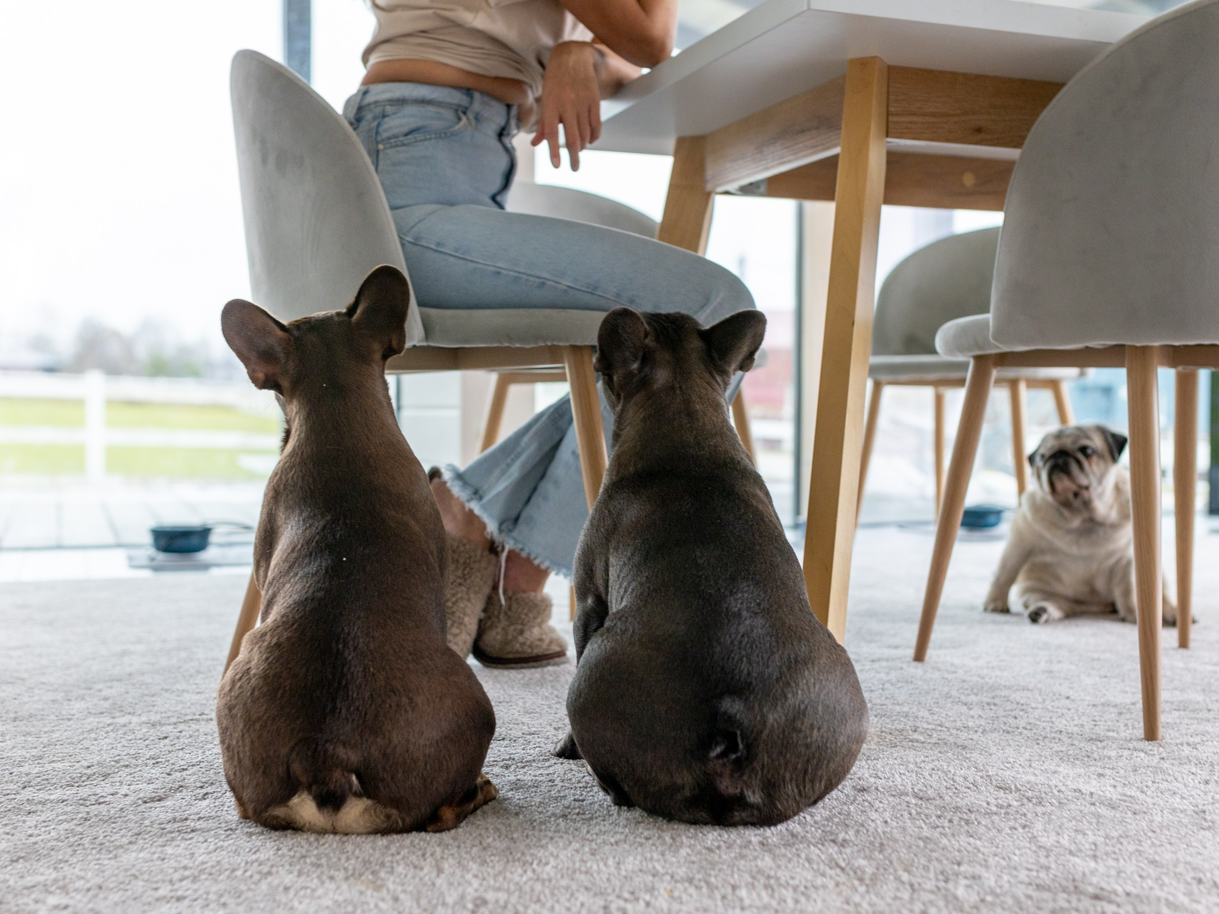 Семейный завтрак. Фотограф-анималист в Москве Кириллова Татьяна