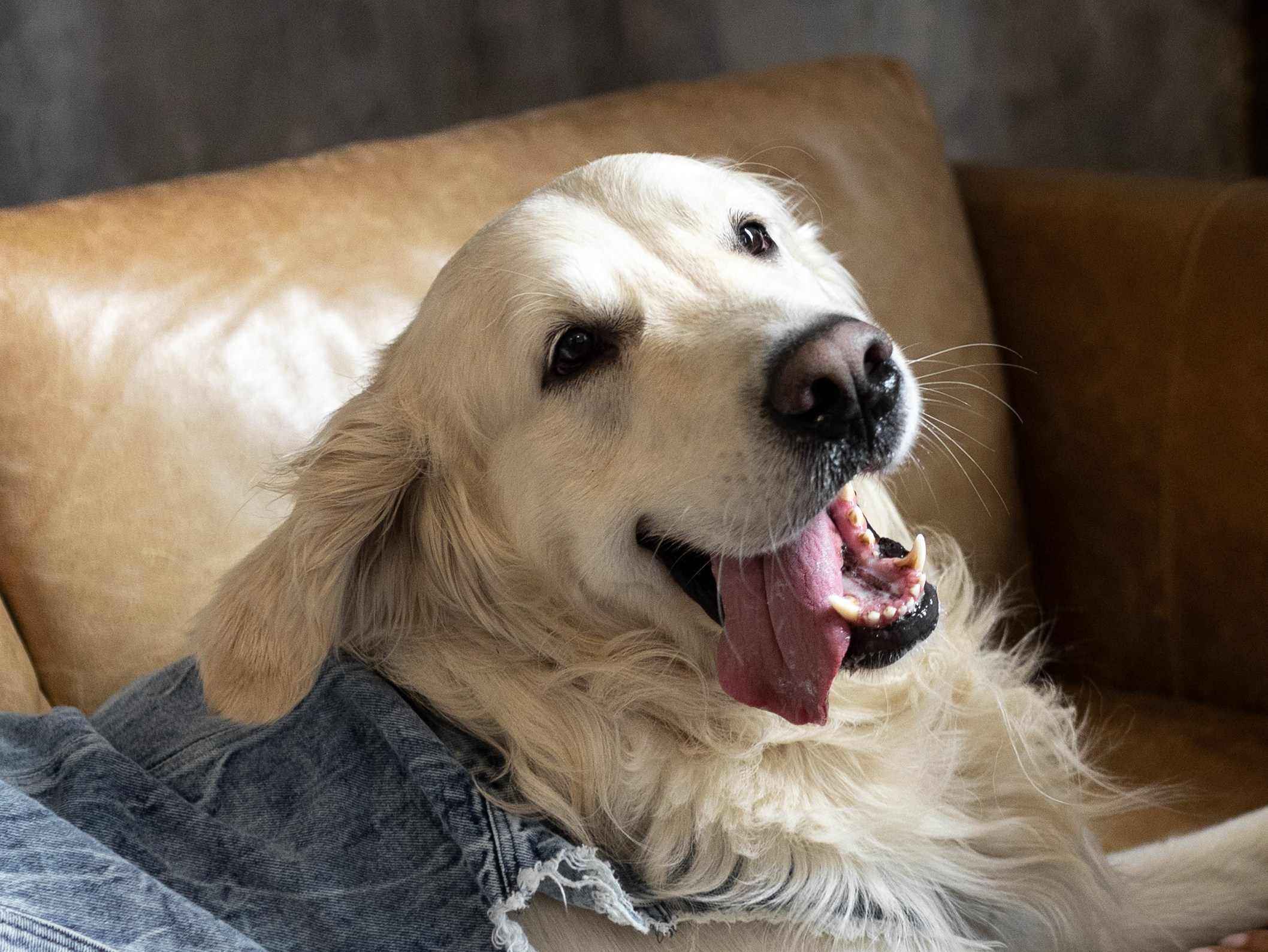Энди и Настя. Фотограф-анималист в Москве Кириллова Татьяна