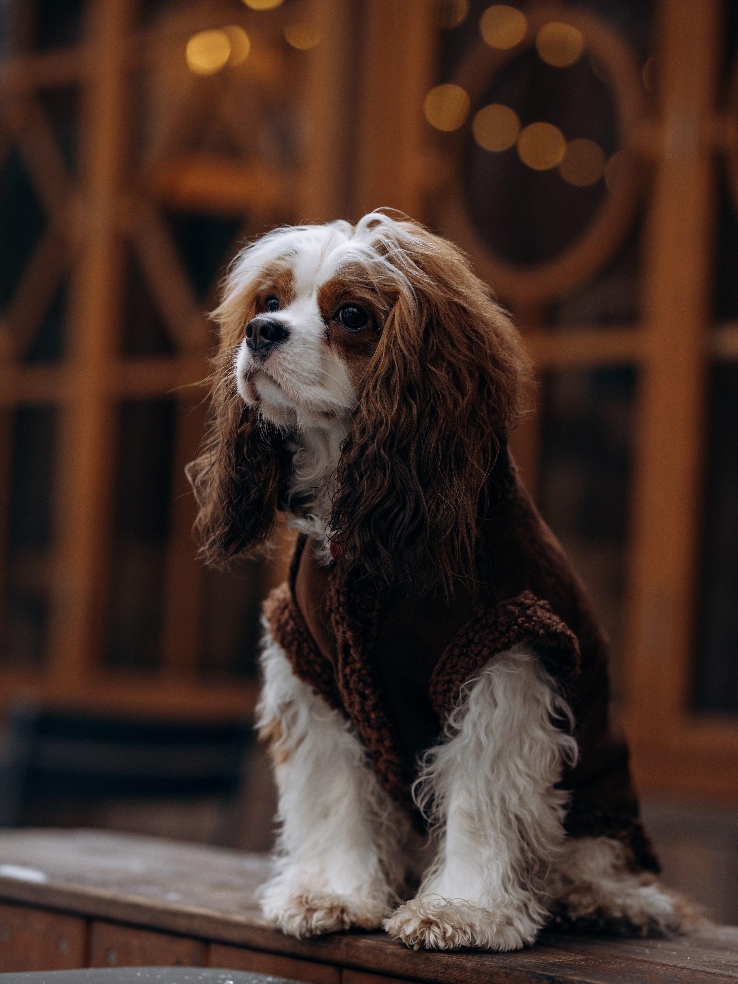 Дарси и Маша. Фотограф-анималист в Москве Кириллова Татьяна