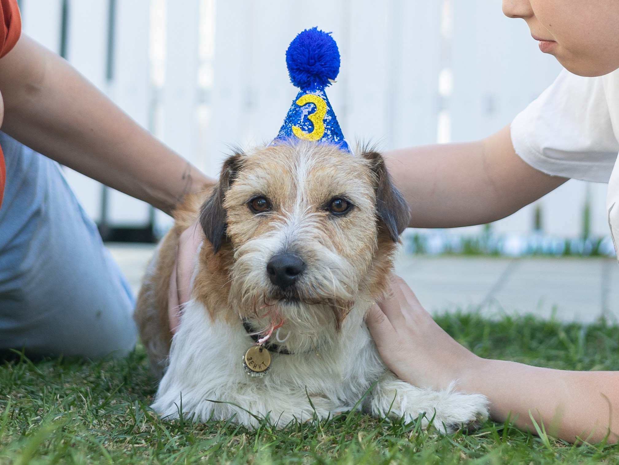День рождение Зенита. Фотограф-анималист в Москве Кириллова Татьяна