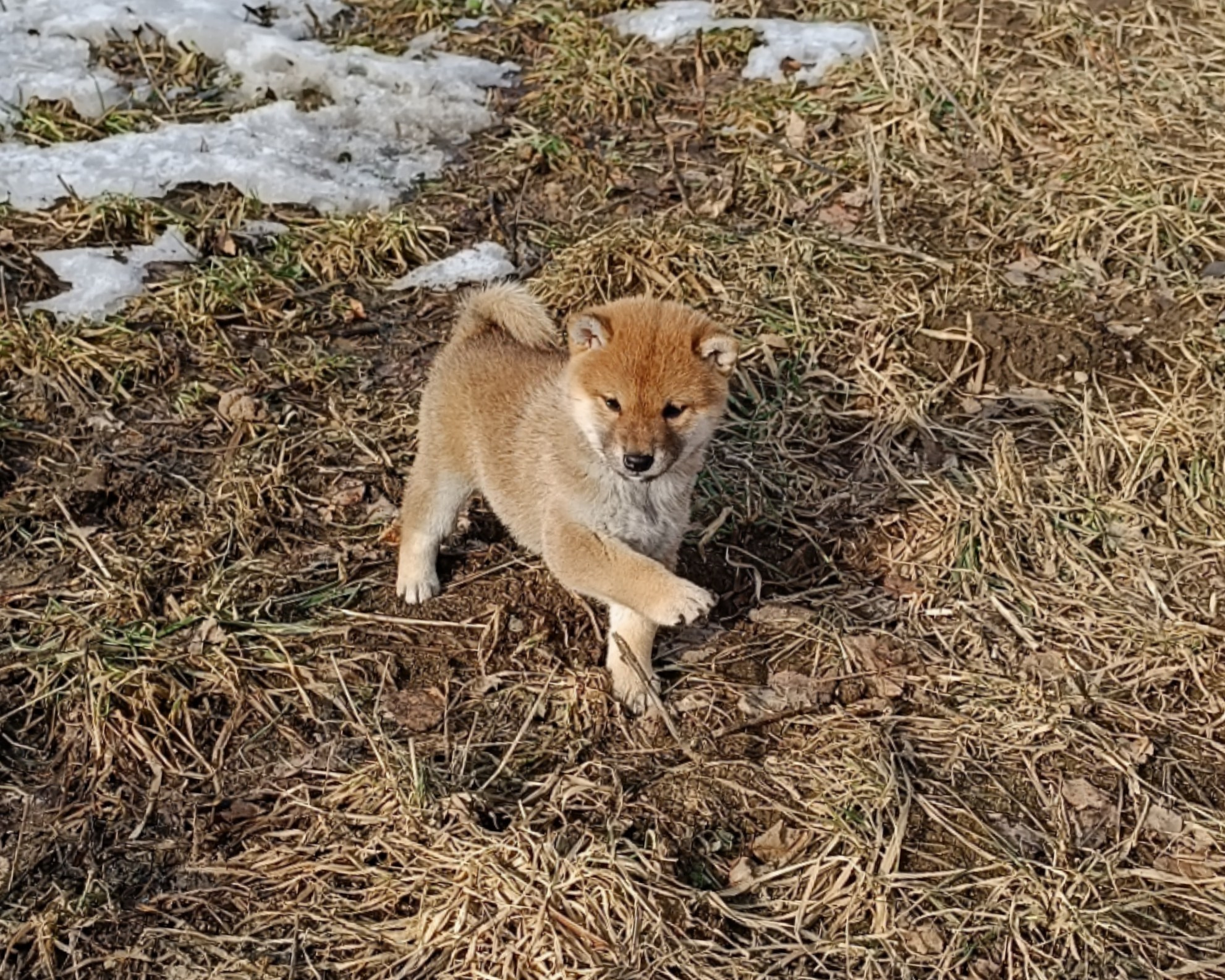 Сиба Rubylight Emma питомник Рубилайт 