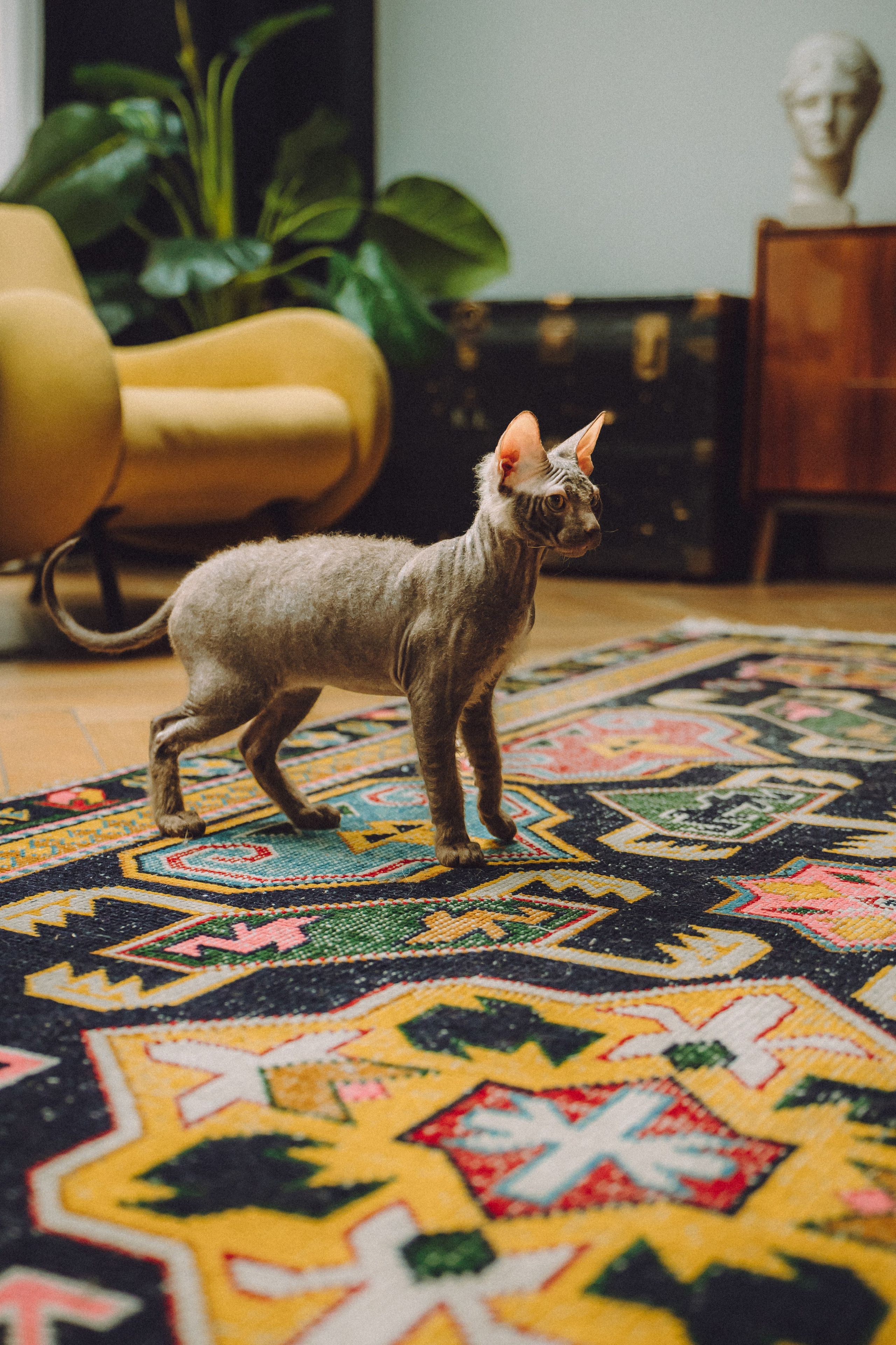 Кокос, Света, Динара и Вилли