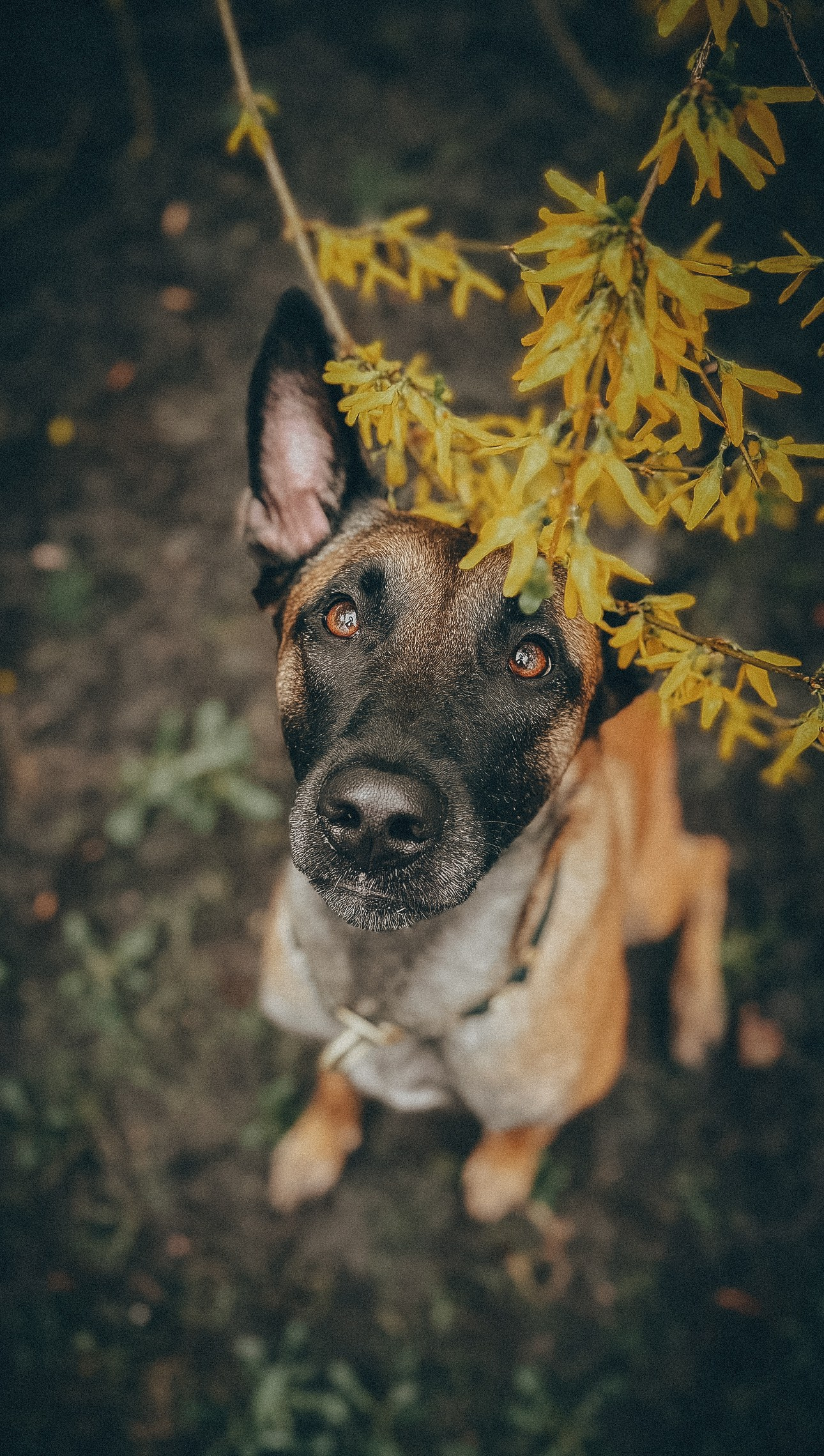 Presets pack 2025. Фотограф анималист Осипчикова Мария
