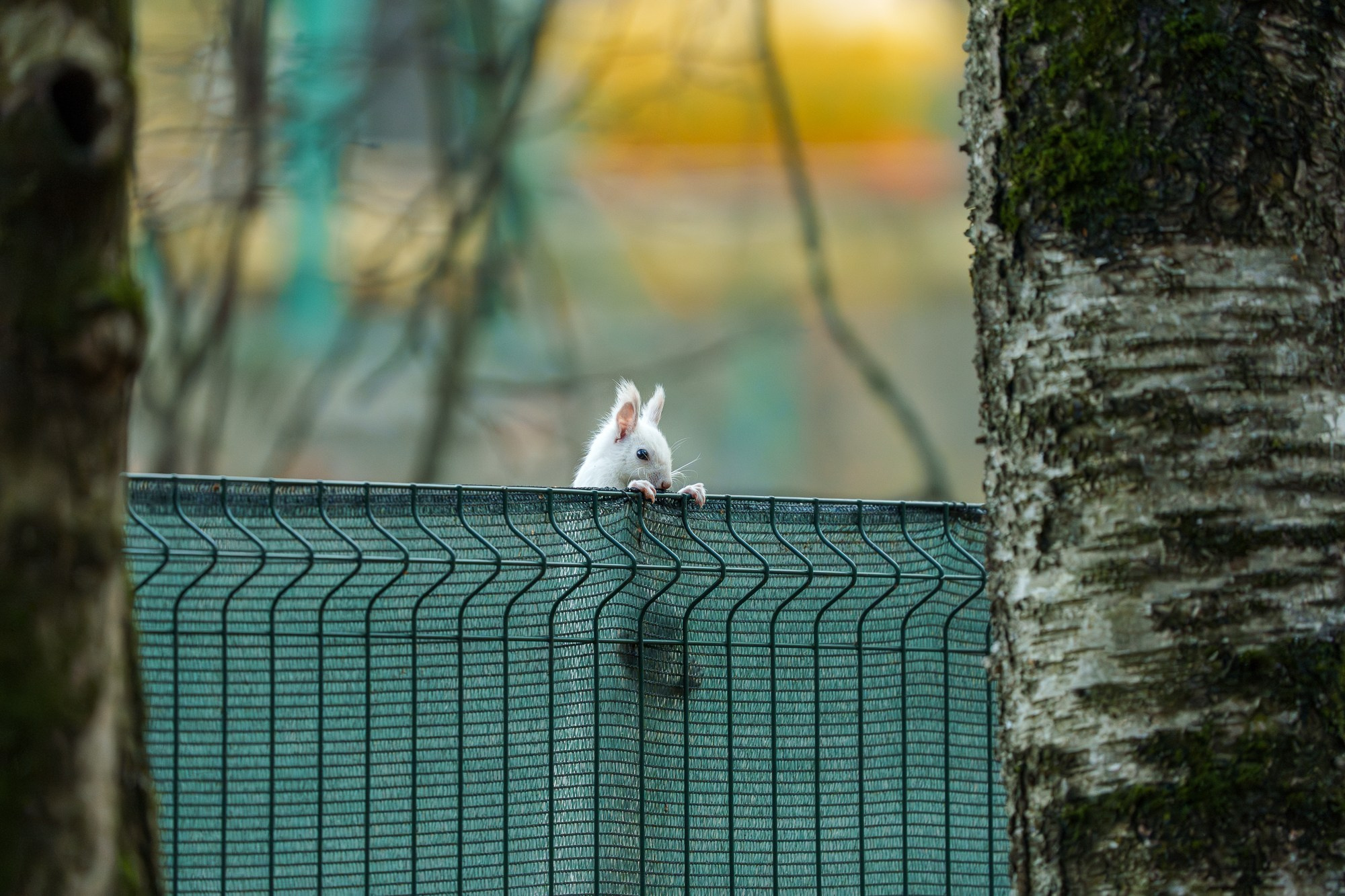 Животные. Ваш личный фотограф Марина Волкова