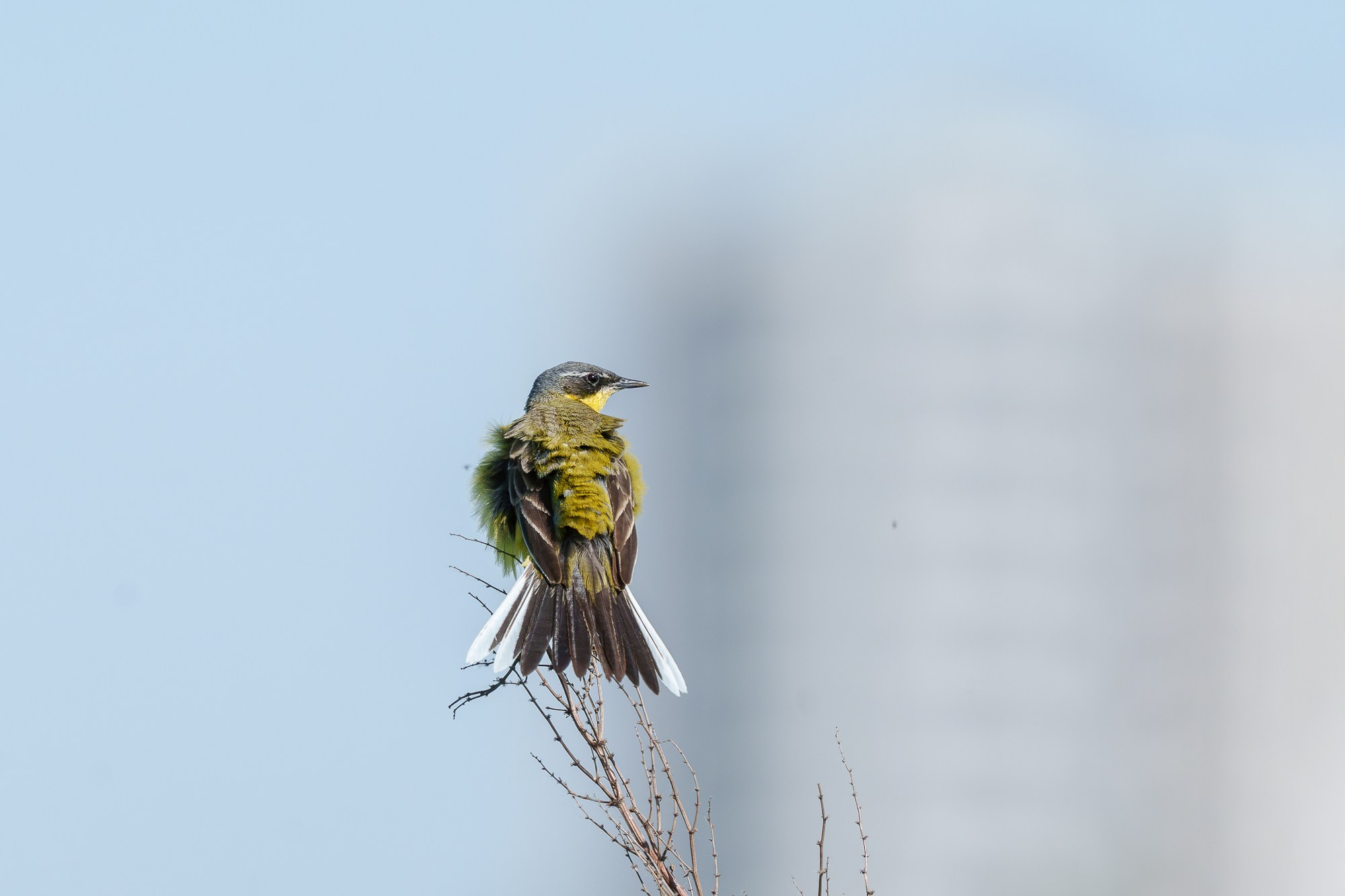 Удивительные мир птиц. Вокруг нас столько прекрасного — присмотритесь!. Ваш личный фотограф Марина Волкова