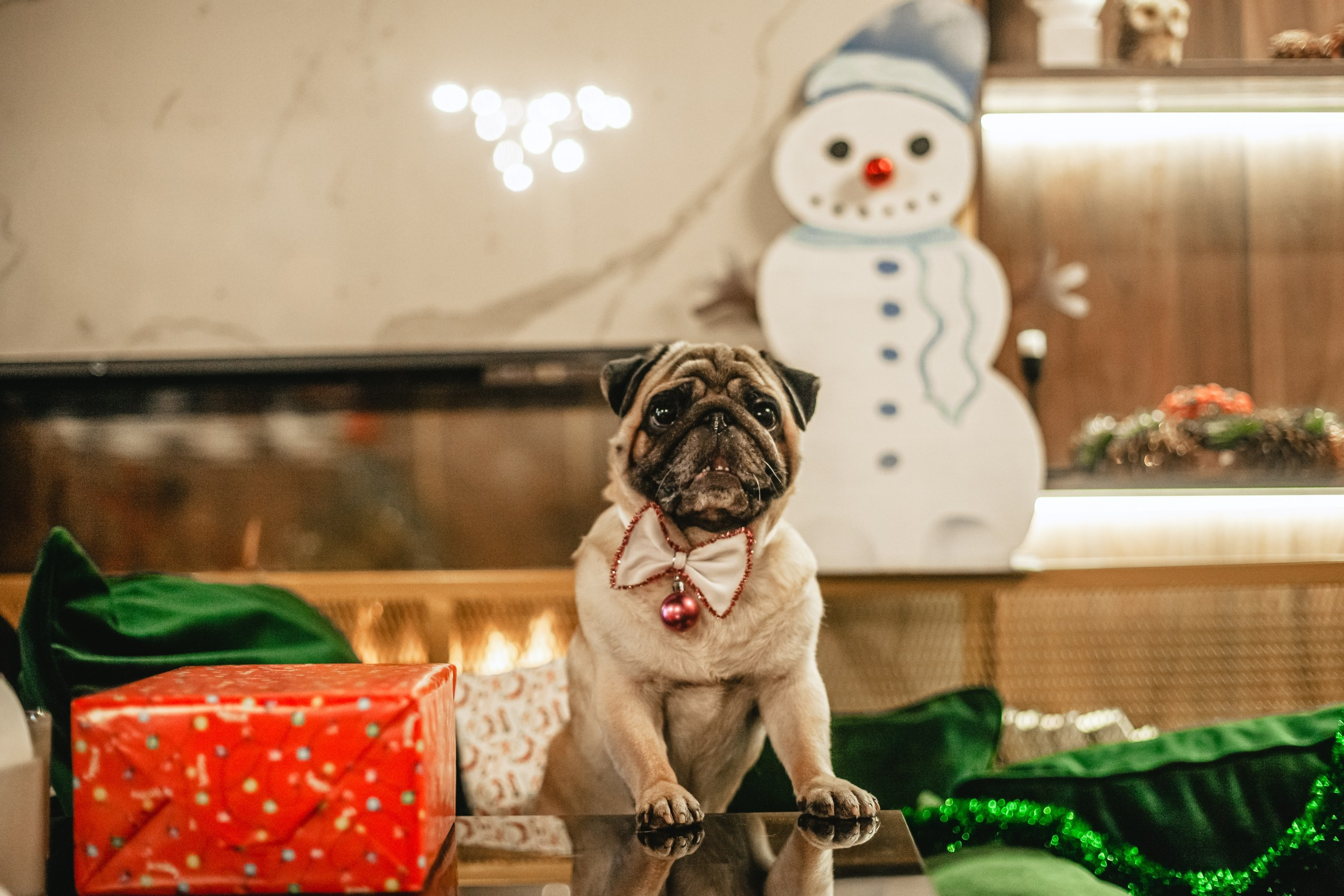 Мопсовстреча 02.12.2023. Фотограф-анималист Татьяна Степанова