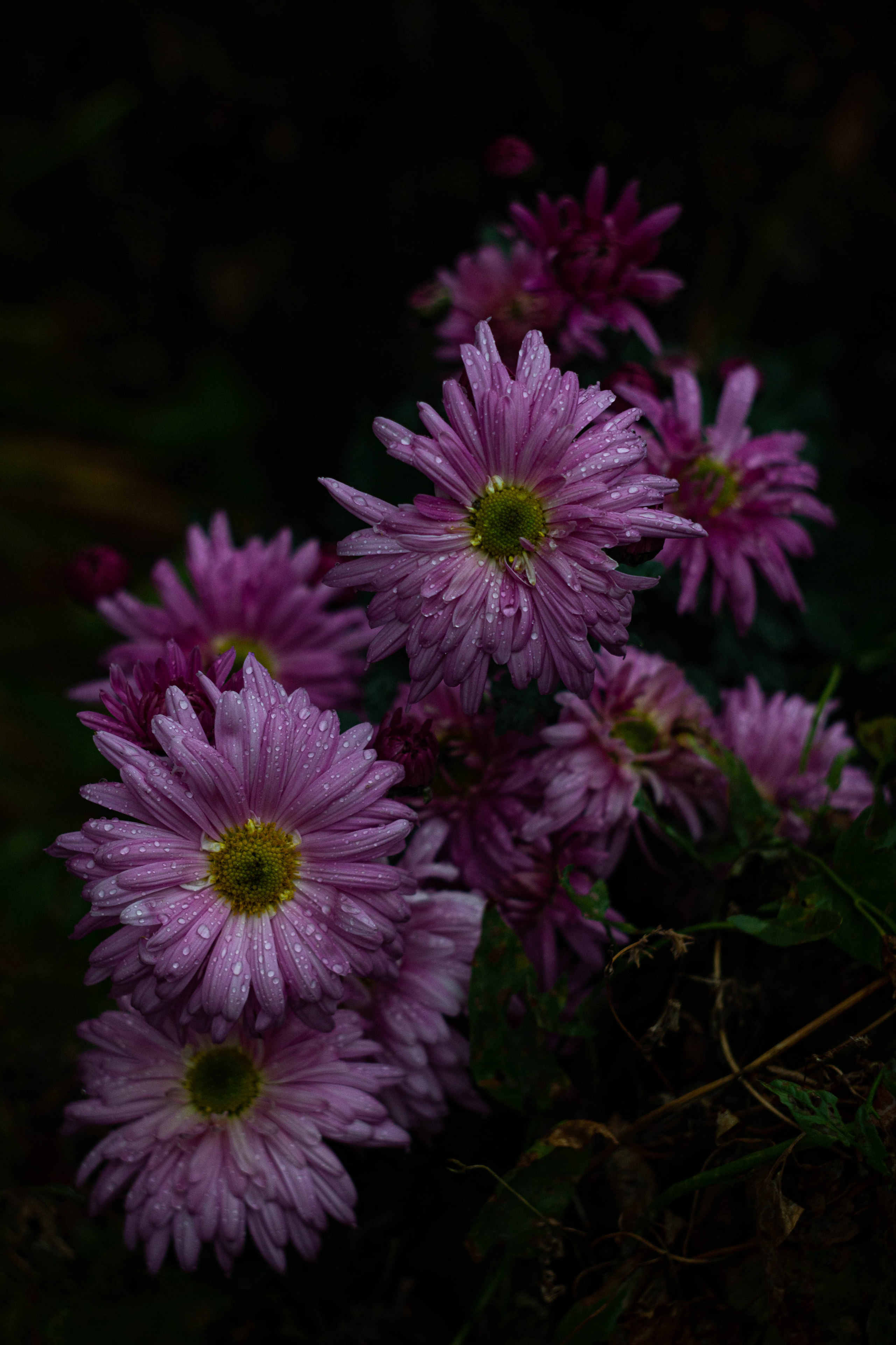 Дождливая прогулка. Сохраняю ваш свет на пленке и на цифре