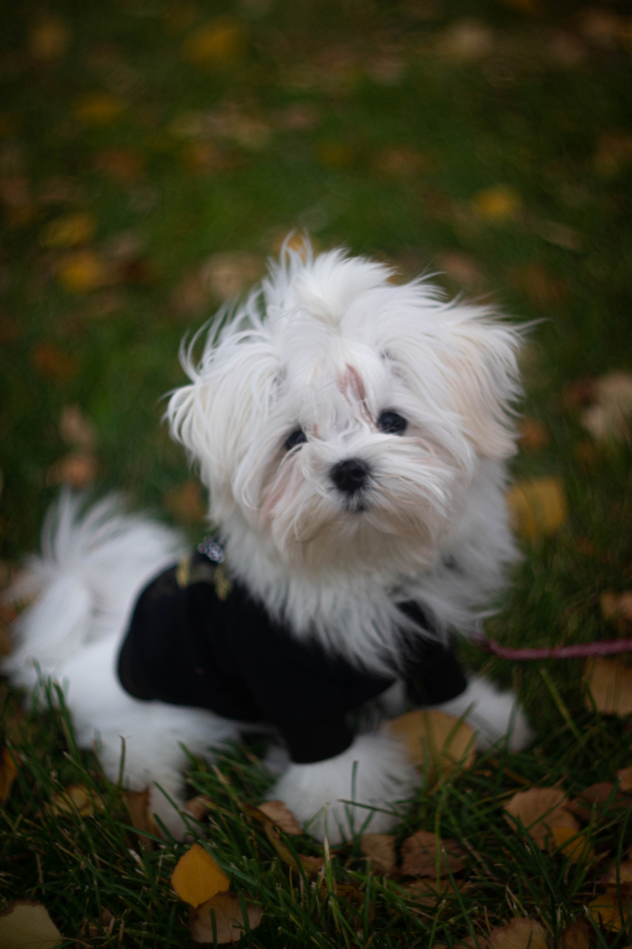 Снежик. Сохраняю ваш свет на пленке и на цифре