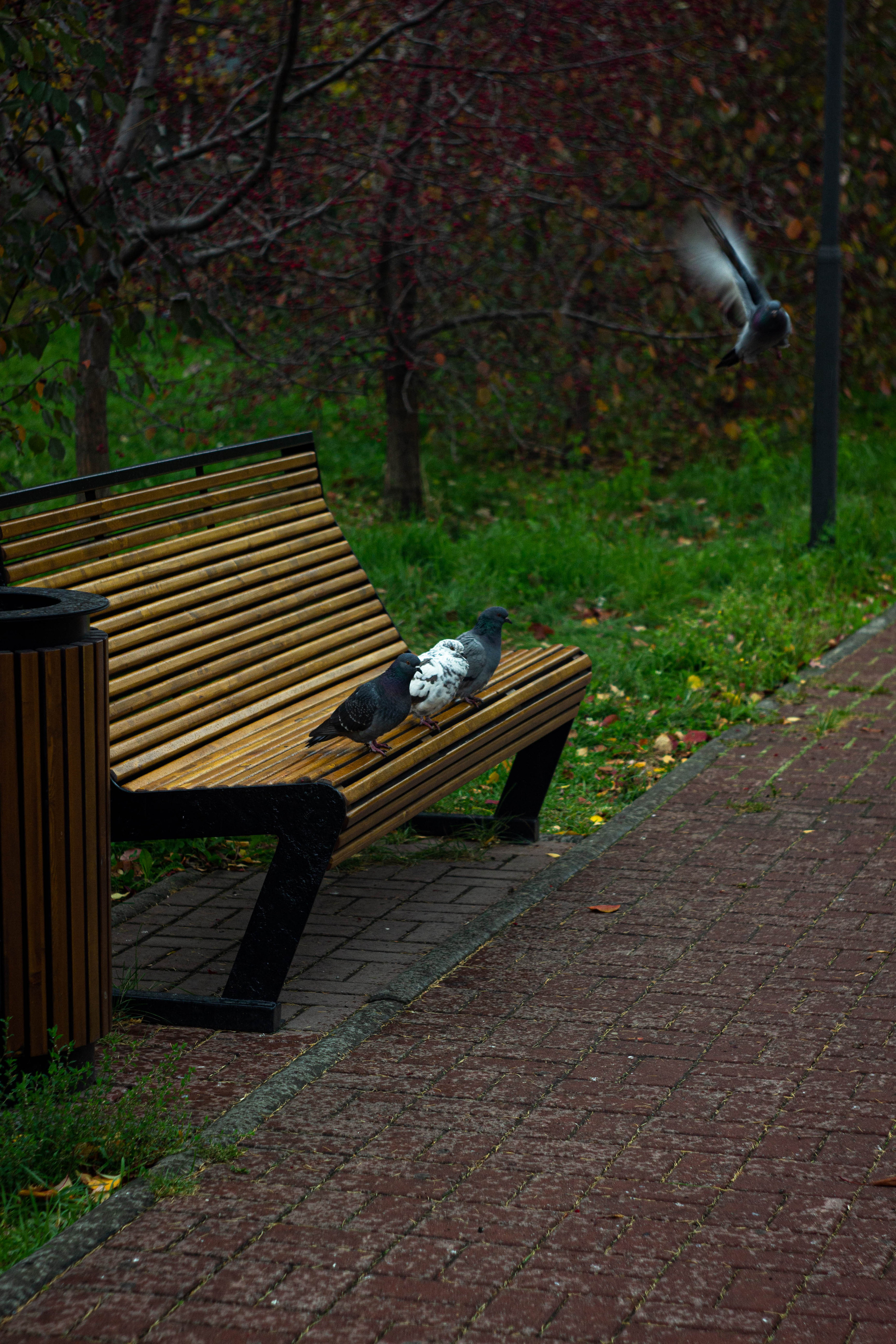 Дождливая прогулка. Сохраняю ваш свет на пленке и на цифре