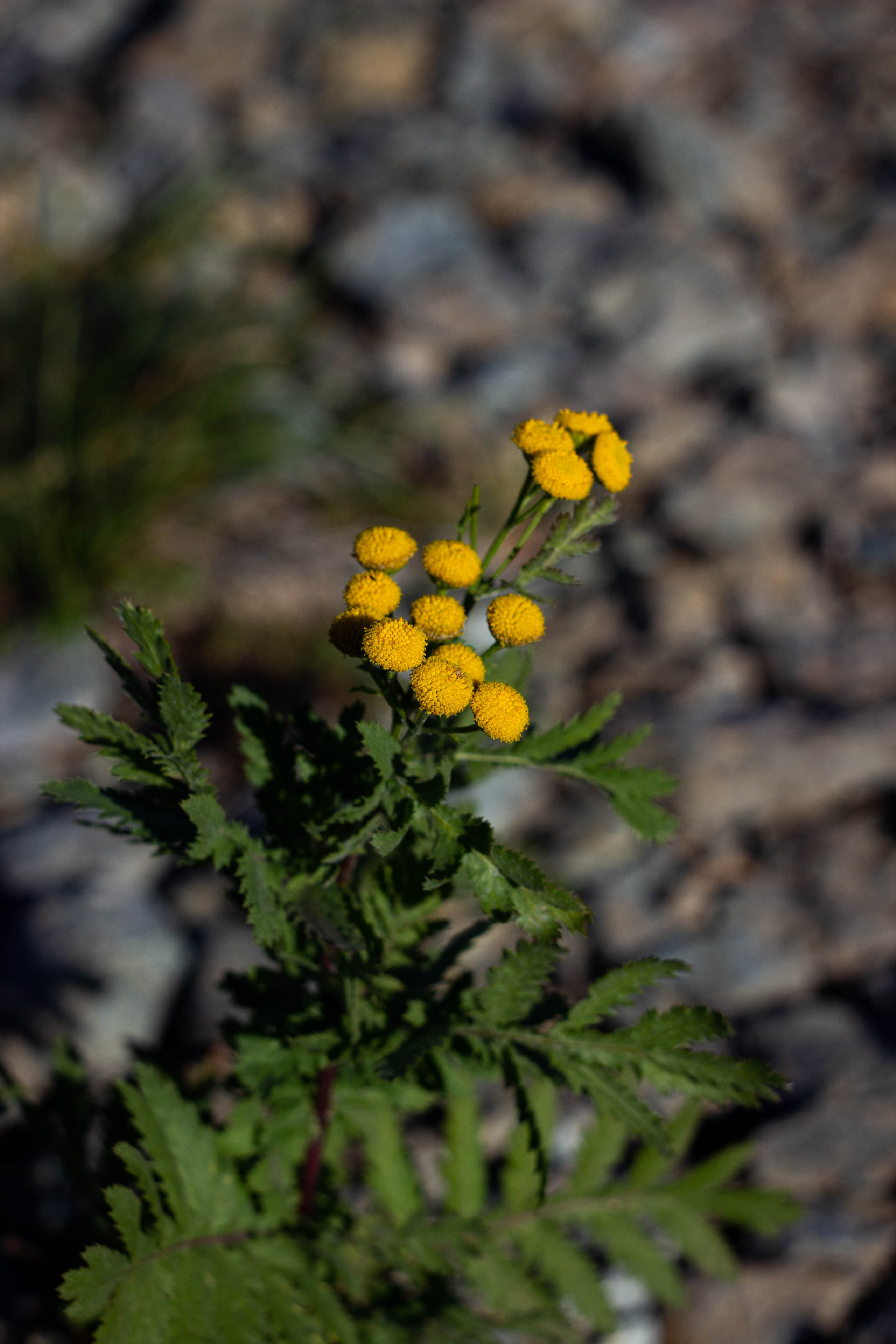 Цветочки. Сохраняю ваш свет на пленке и на цифре