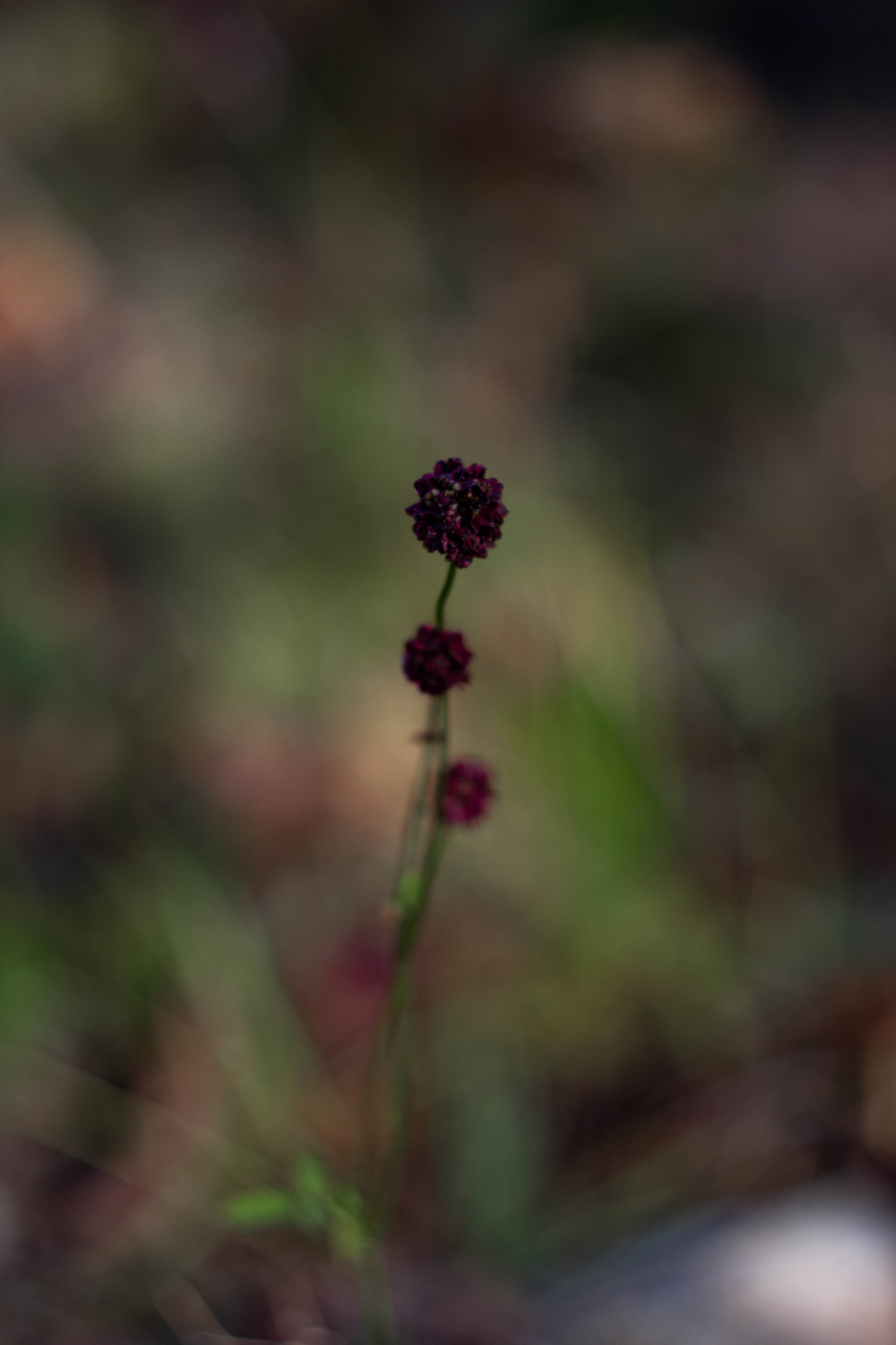 Цветочки. Сохраняю ваш свет на пленке и на цифре