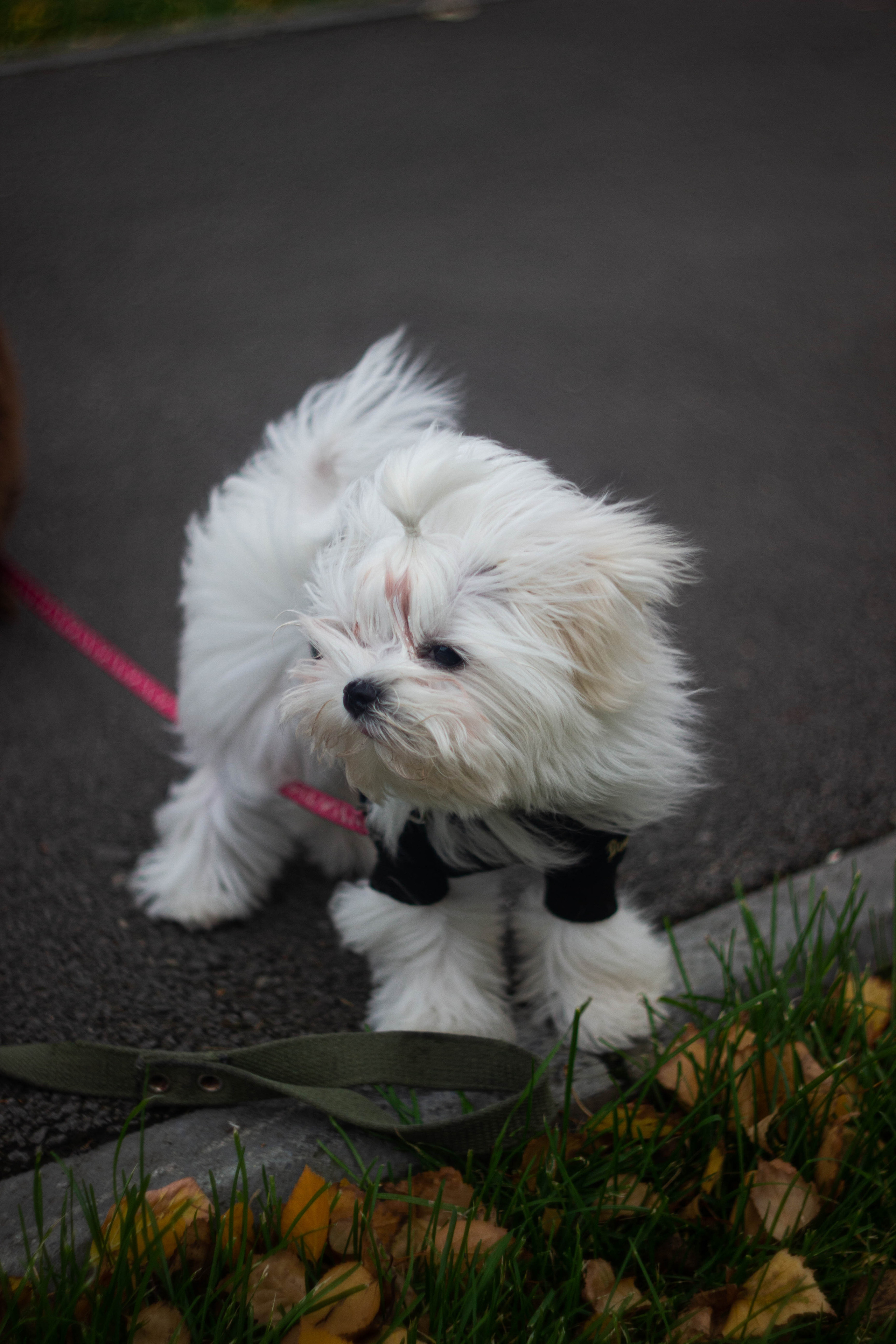 Снежик. Сохраняю ваш свет на пленке и на цифре