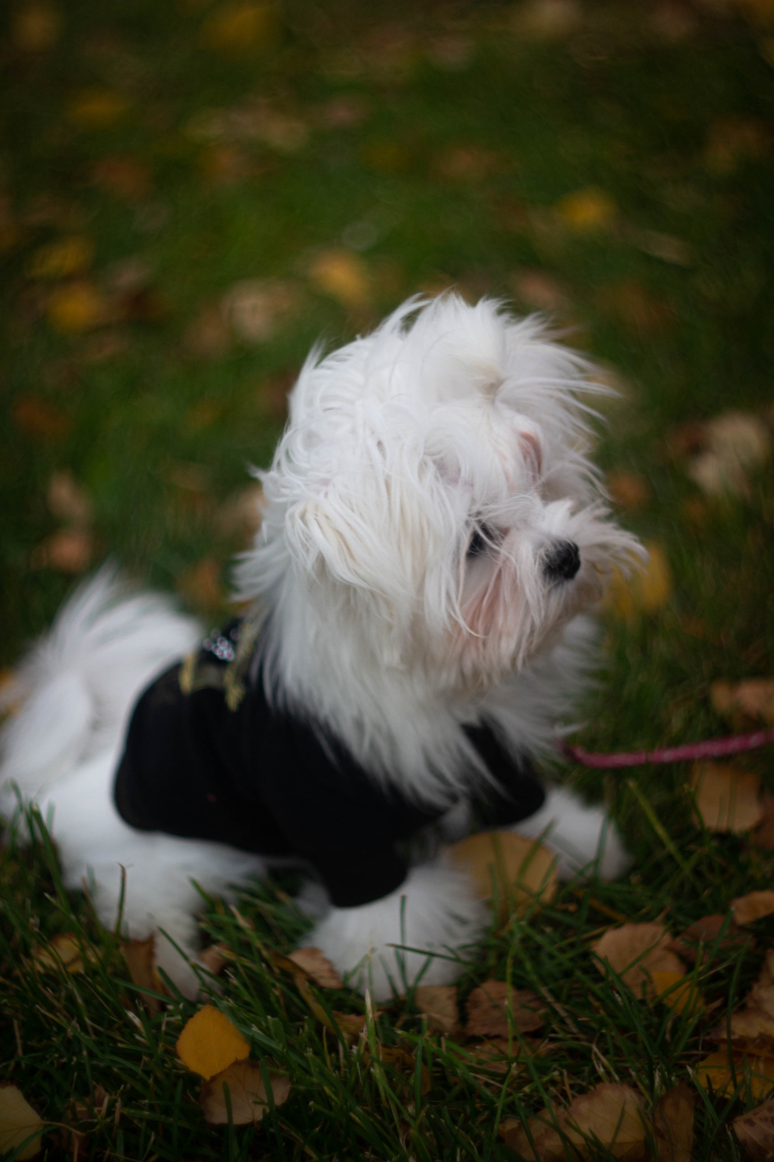 Снежик. Сохраняю ваш свет на пленке и на цифре