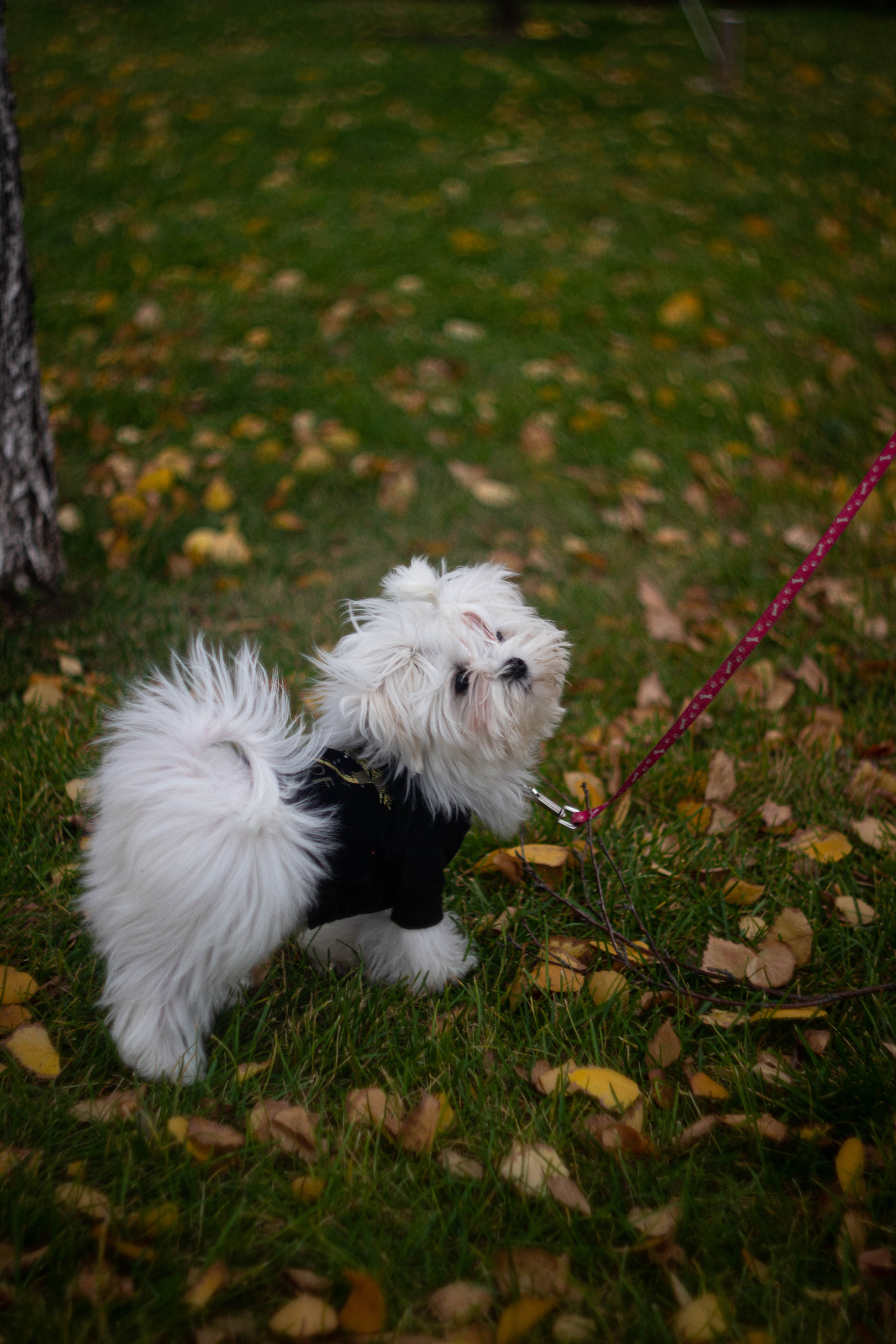 Снежик. Сохраняю ваш свет на пленке и на цифре