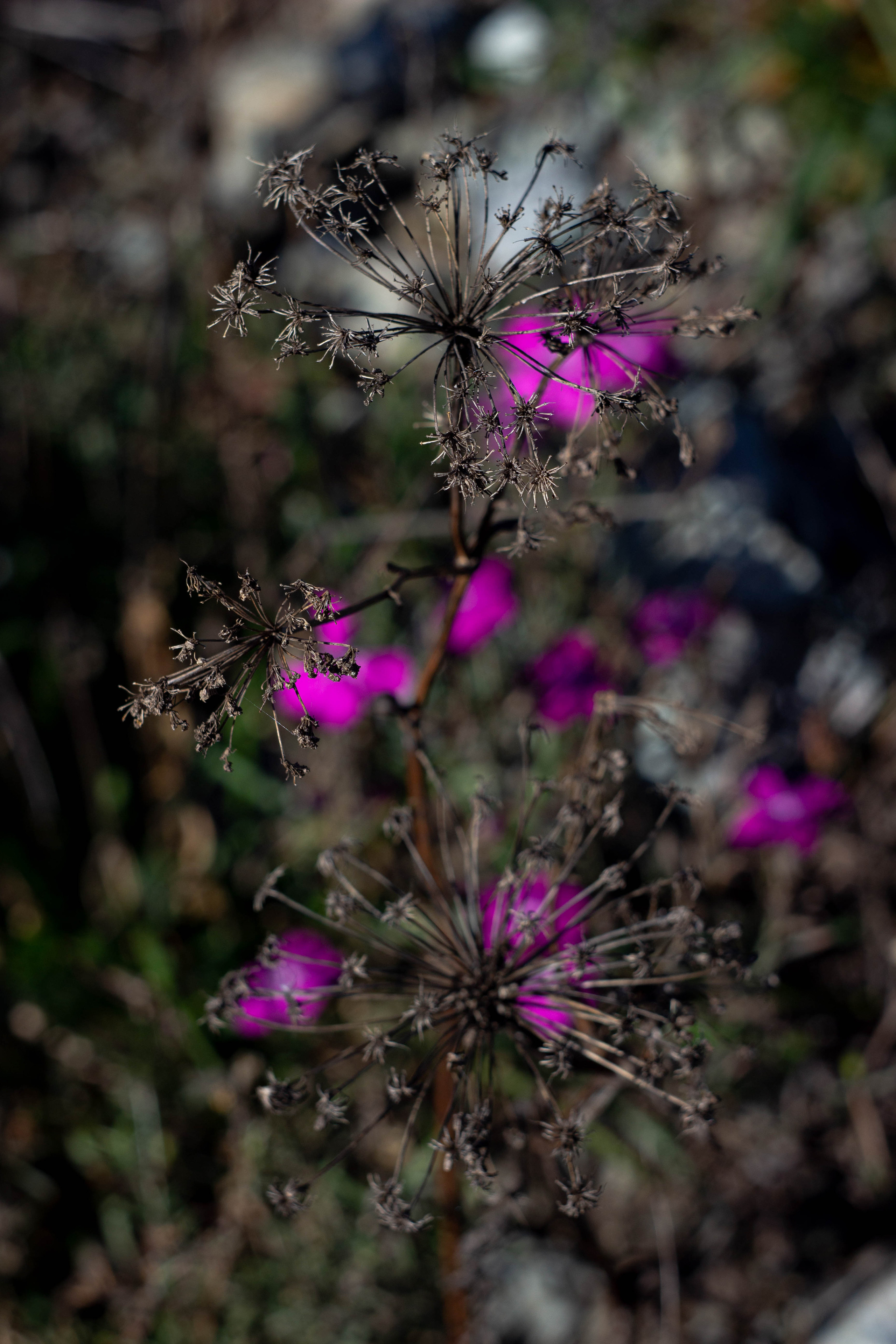 Цветочки. Сохраняю ваш свет на пленке и на цифре