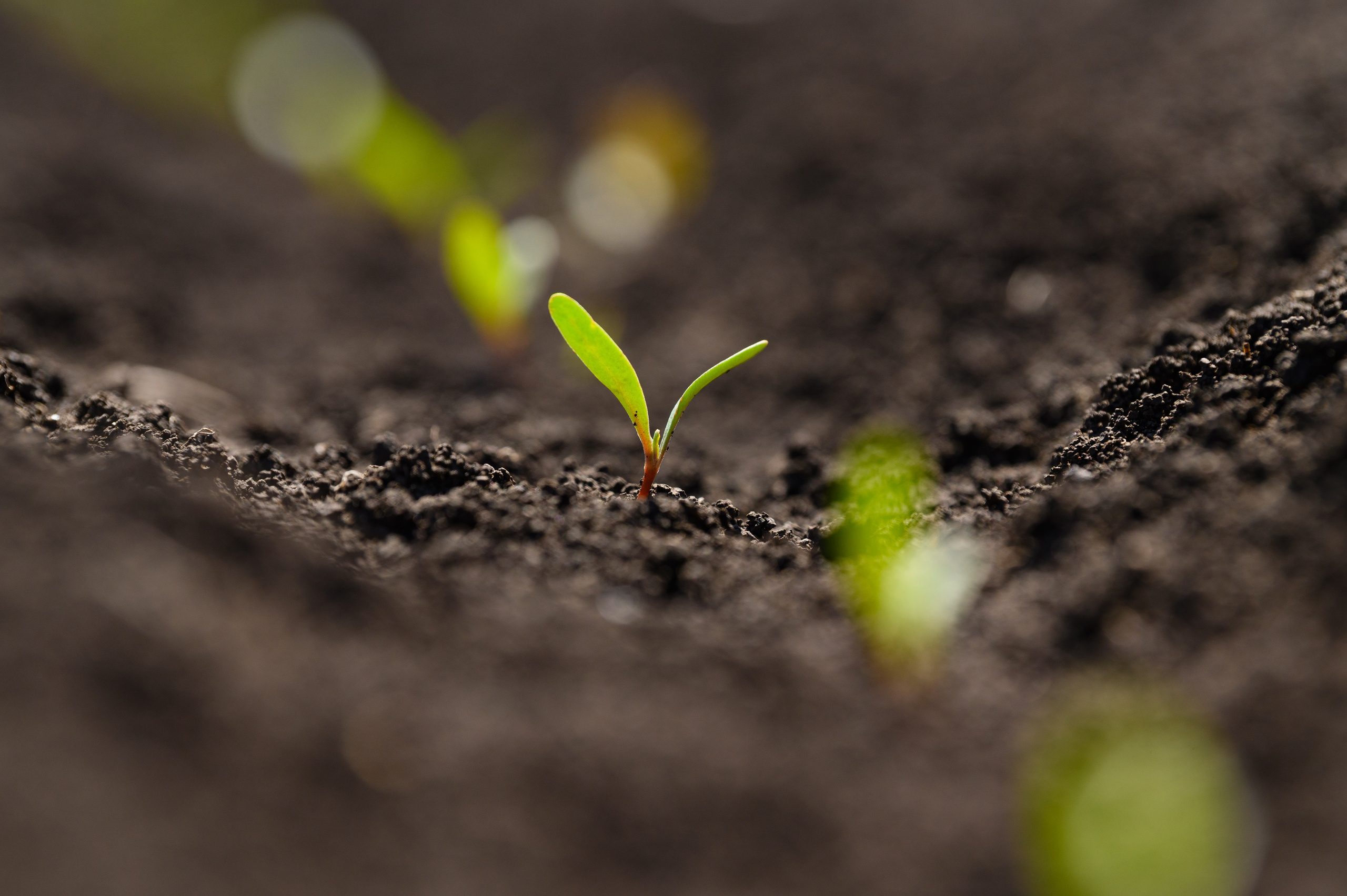 Проекты. Профессиональный фотограф Вячеслав Плацында | Липецк |