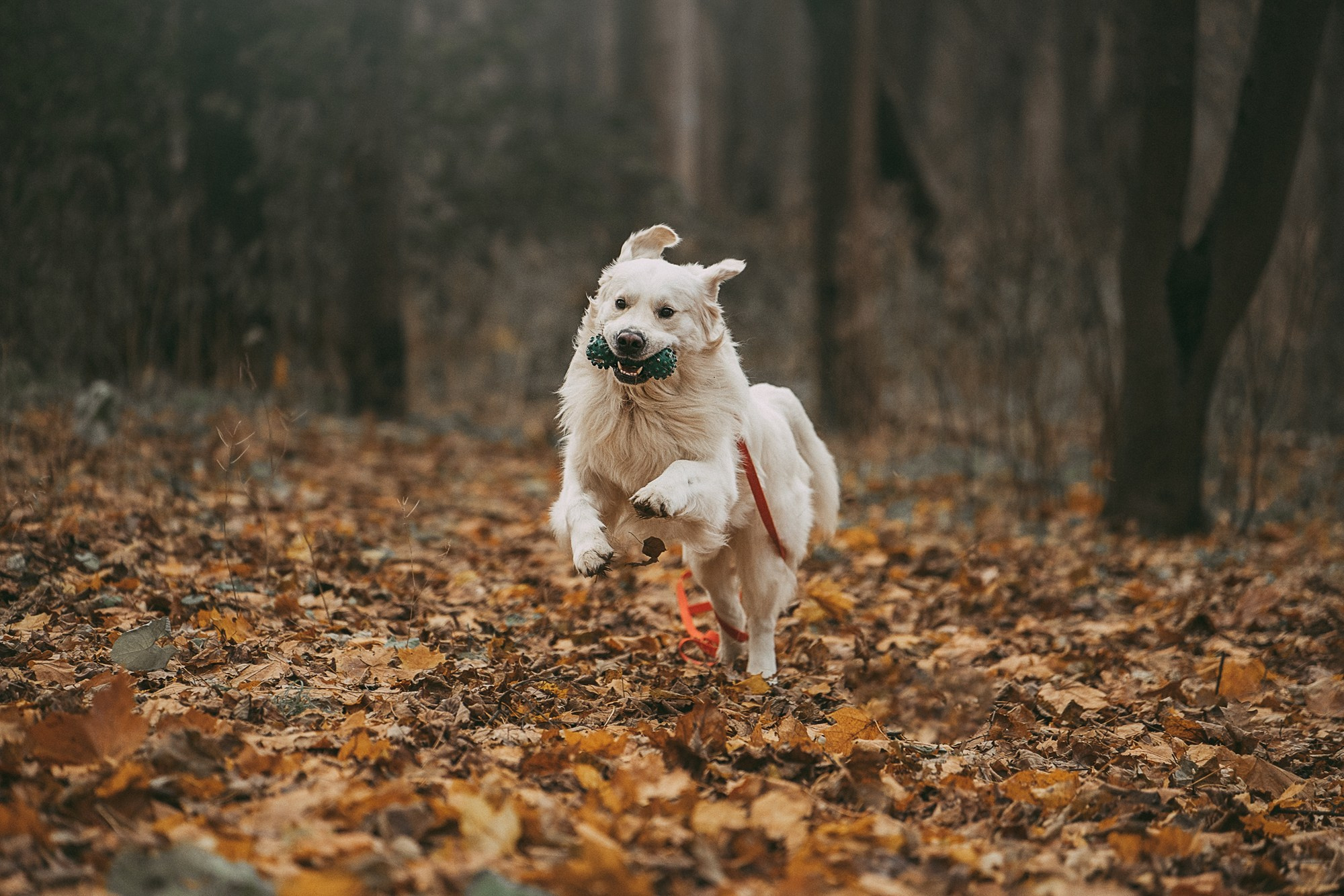 Лена и Мерлин. Фотограф анималист в Москве и Санкт-Петербурге Свиридова Анна