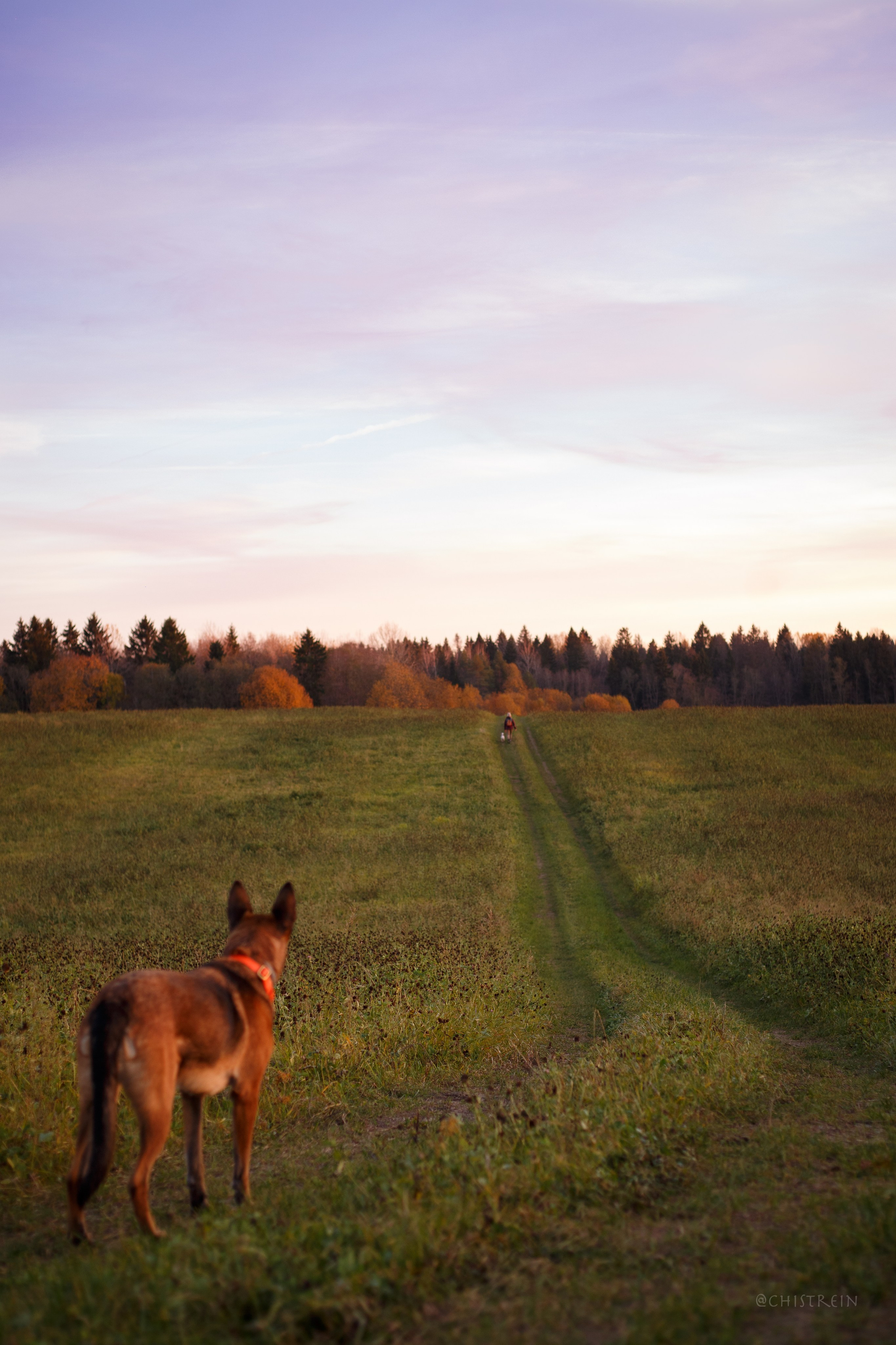 Октябрьский закат в полях. Алина и Лео. Фотограф-анималист Наталия Чистюхина в г. Сосновый Бор и ЛО