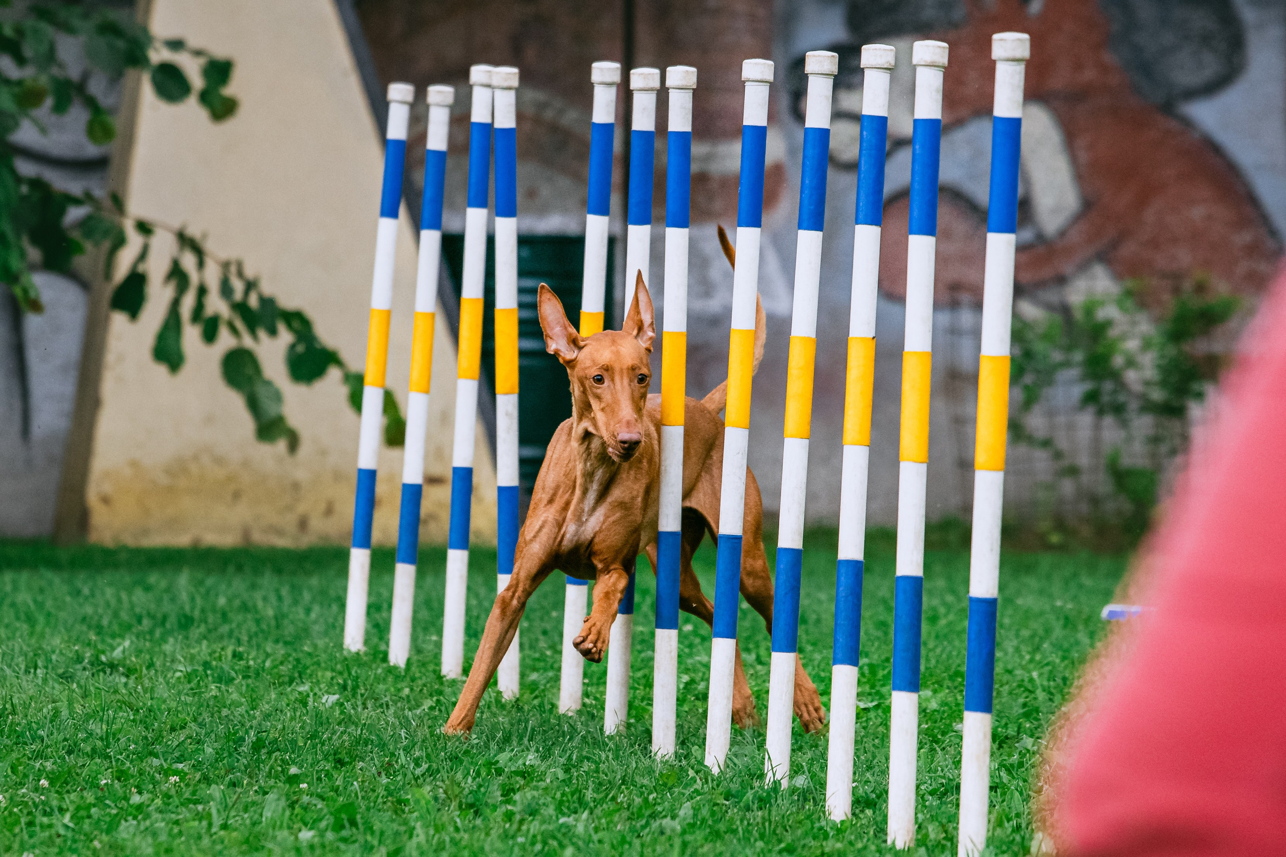 Соревнования по аджилити Долгопрудный 30.06.2025. Фотограф-анималист Татьяна Степанова