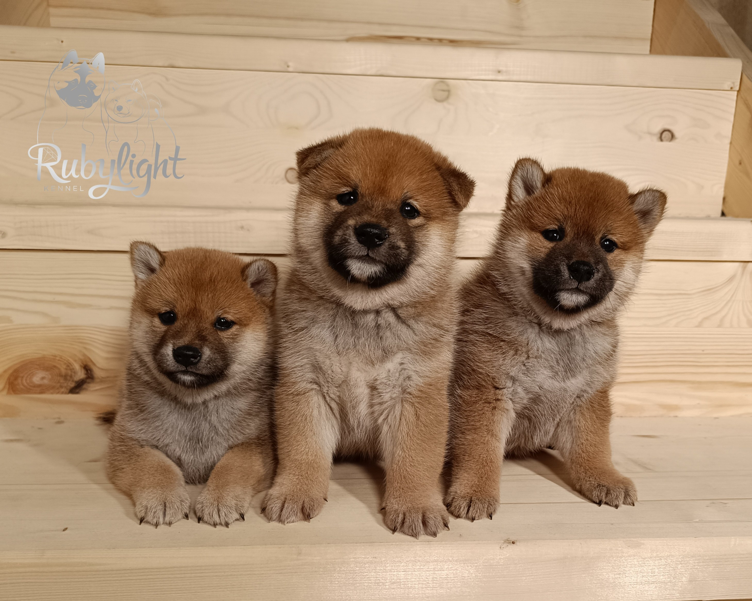 Сиба Помёт Е питомник Рубилайт