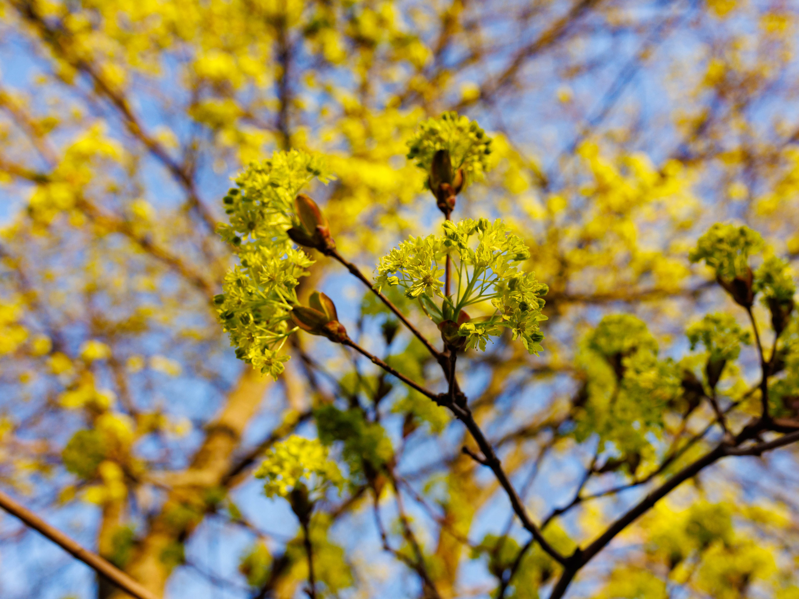 Фотографии природы Липецка. Свадебный и семейный фотограф Виолетта в Липецке