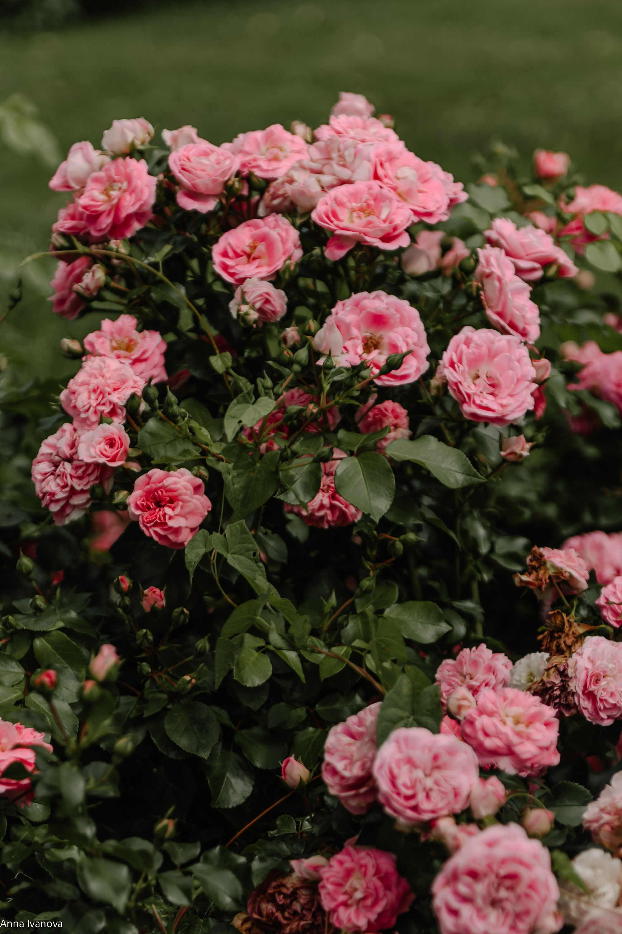 Семейная фотосессия. Анна Иванова Свадебный Фотограф Чебоксары