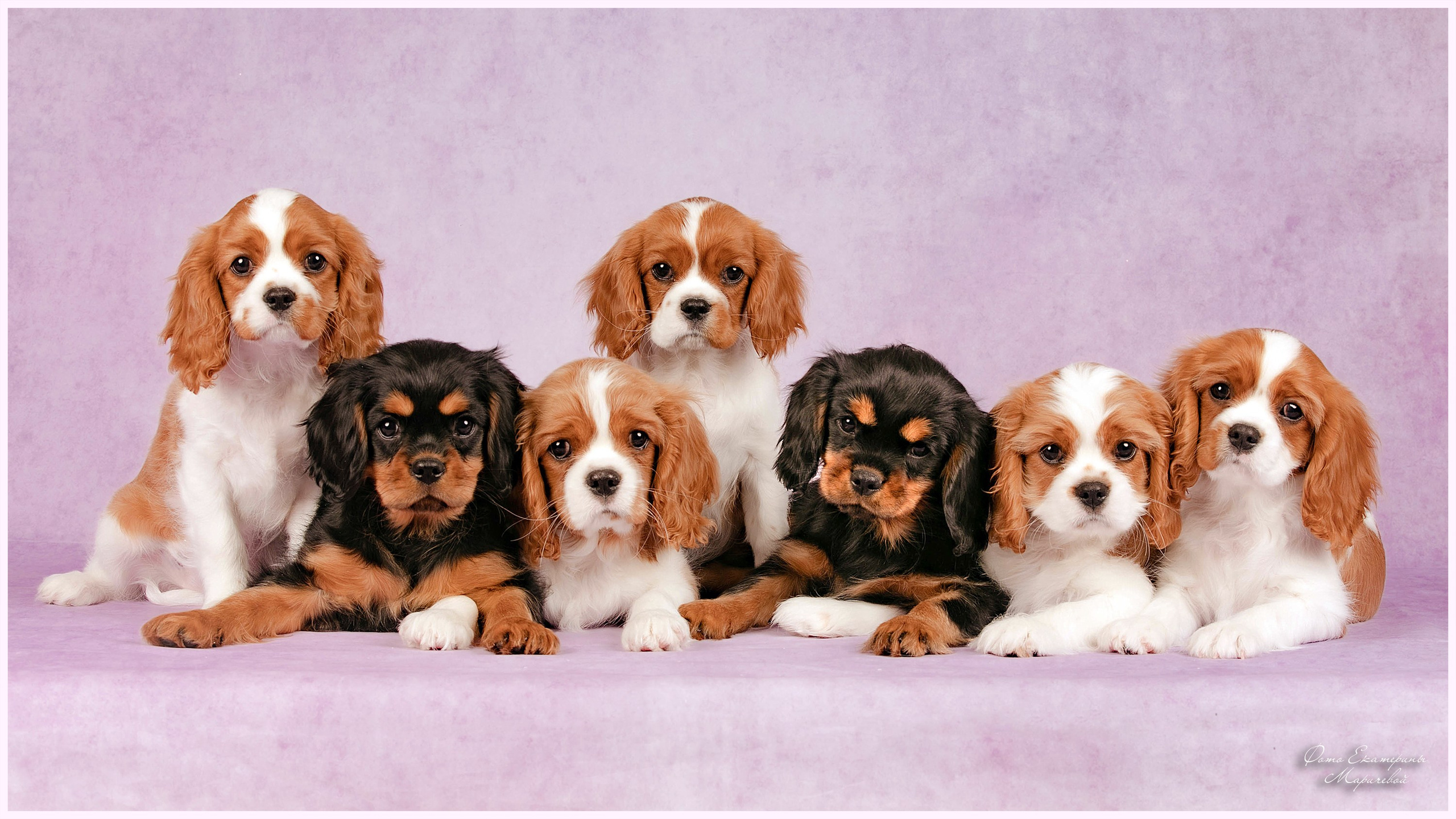 Выездная съёмка со студийным светом. Фотограф-анималист в Омске Екатерина Маричева