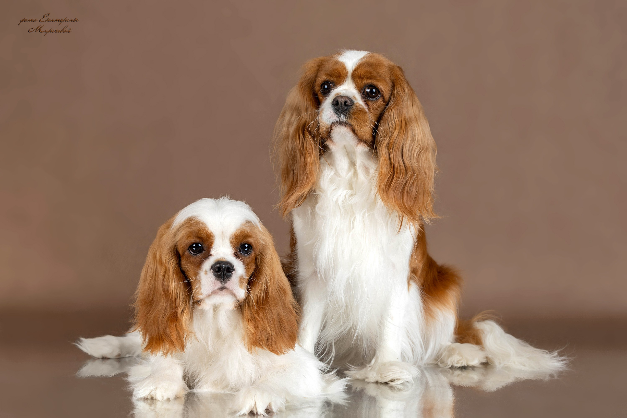 Стендовая съёмка на выставках собак. Фотограф-анималист в Омске Екатерина Маричева